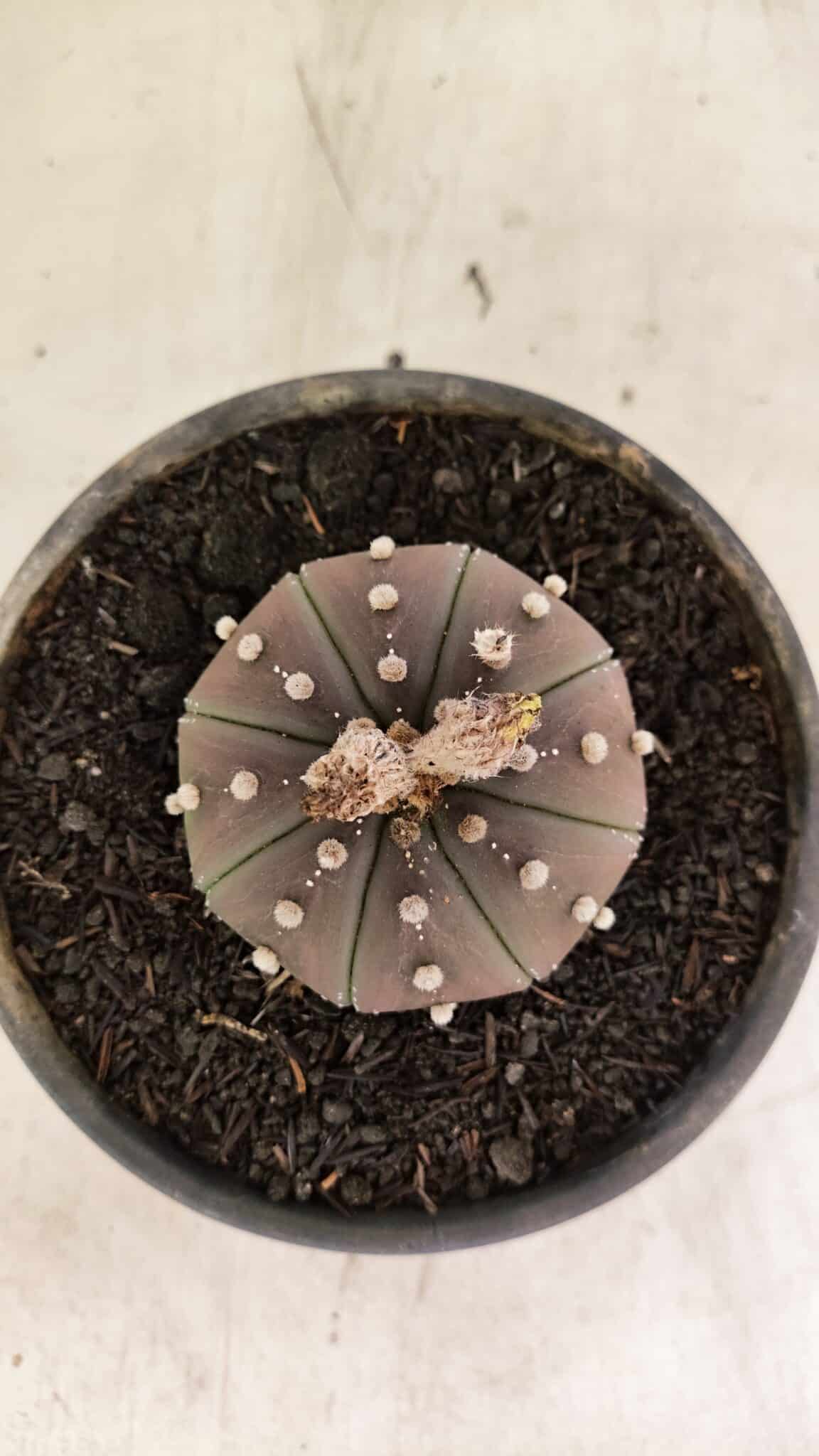 ASTROPHYTUM ASTERIAS SUPER KABUTO "PURPLE" Nº 1045 – vaso 15 - foto 3