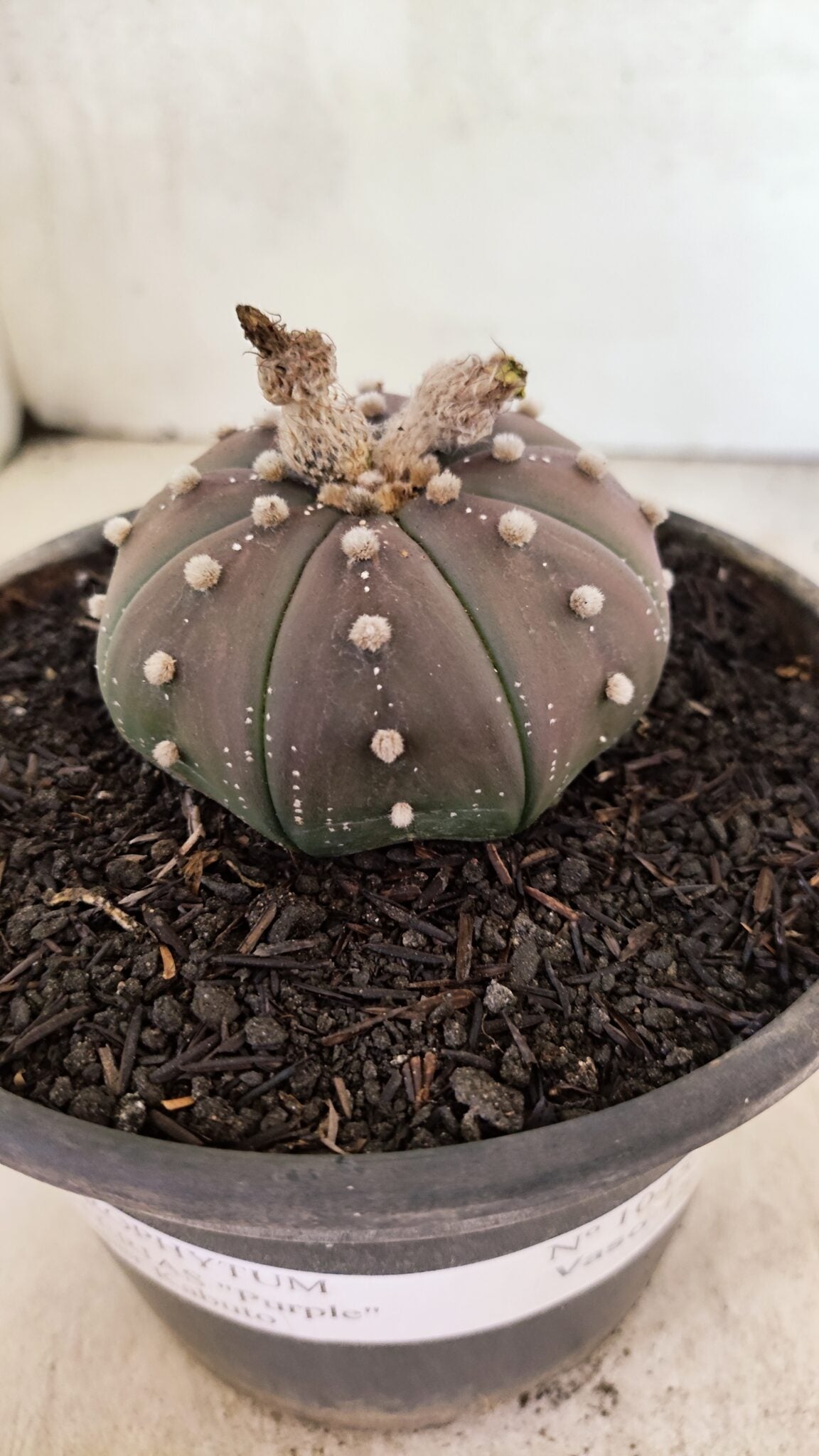ASTROPHYTUM ASTERIAS SUPER KABUTO "PURPLE" Nº 1045 – vaso 15 - foto 6