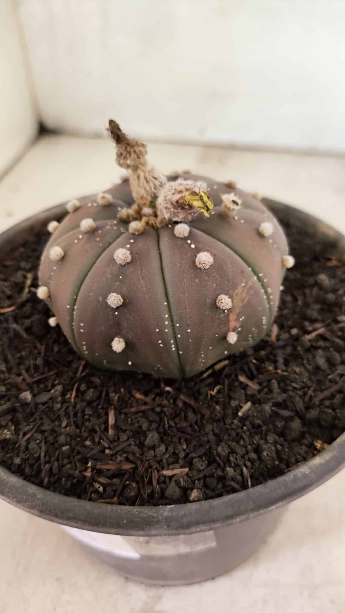 ASTROPHYTUM ASTERIAS SUPER KABUTO "PURPLE" Nº 1045 – vaso 15 - foto 8