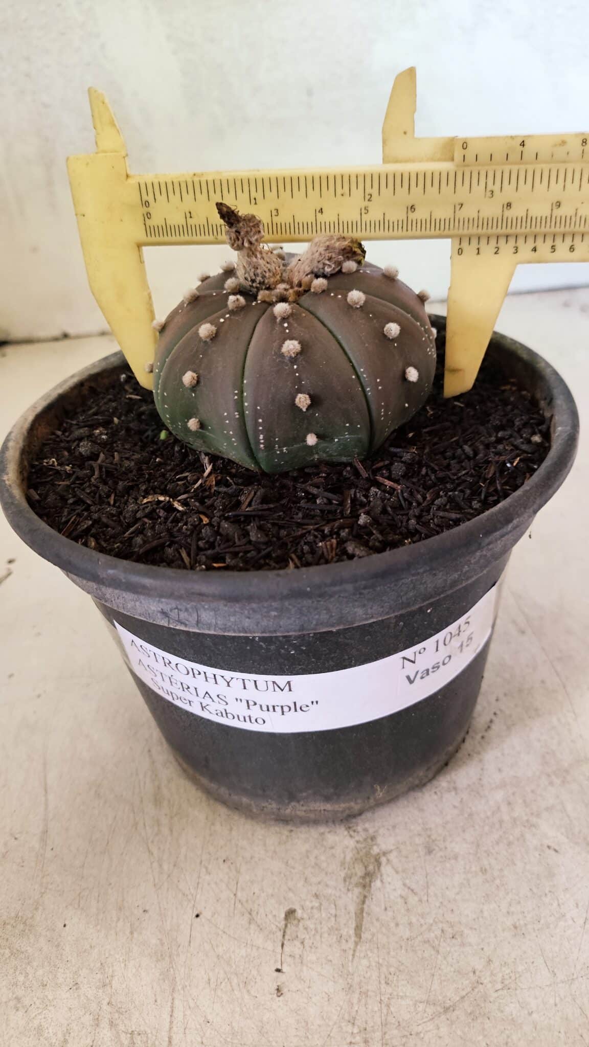 ASTROPHYTUM ASTERIAS SUPER KABUTO "PURPLE" Nº 1045 – vaso 15 - foto 4