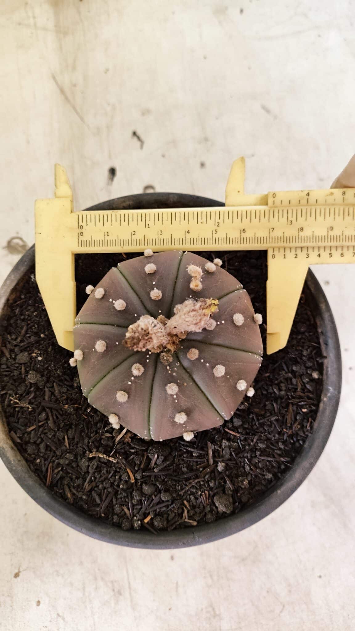 ASTROPHYTUM ASTERIAS SUPER KABUTO "PURPLE" Nº 1045 – vaso 15 - foto 5