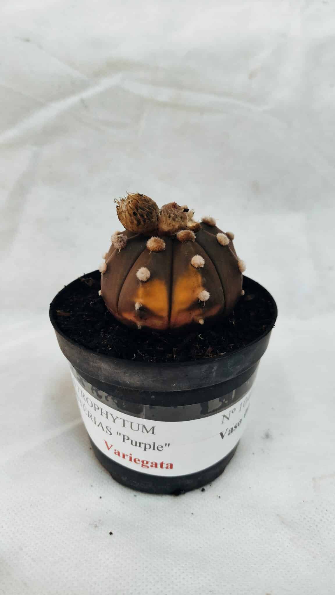 ASTROPHYTUM ASTERIAS “Purple - VARIEGATA”  Nº 1040 – vaso 09 - foto 2