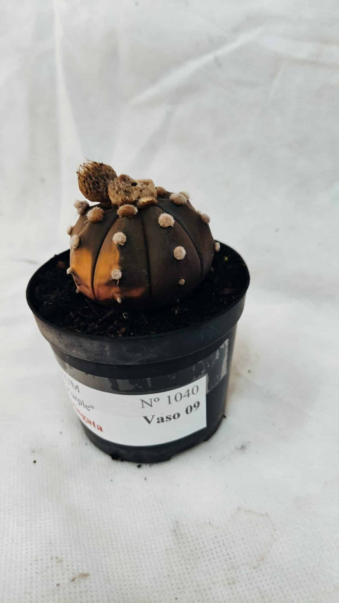 ASTROPHYTUM ASTERIAS “Purple - VARIEGATA”  Nº 1040 – vaso 09 - foto 7