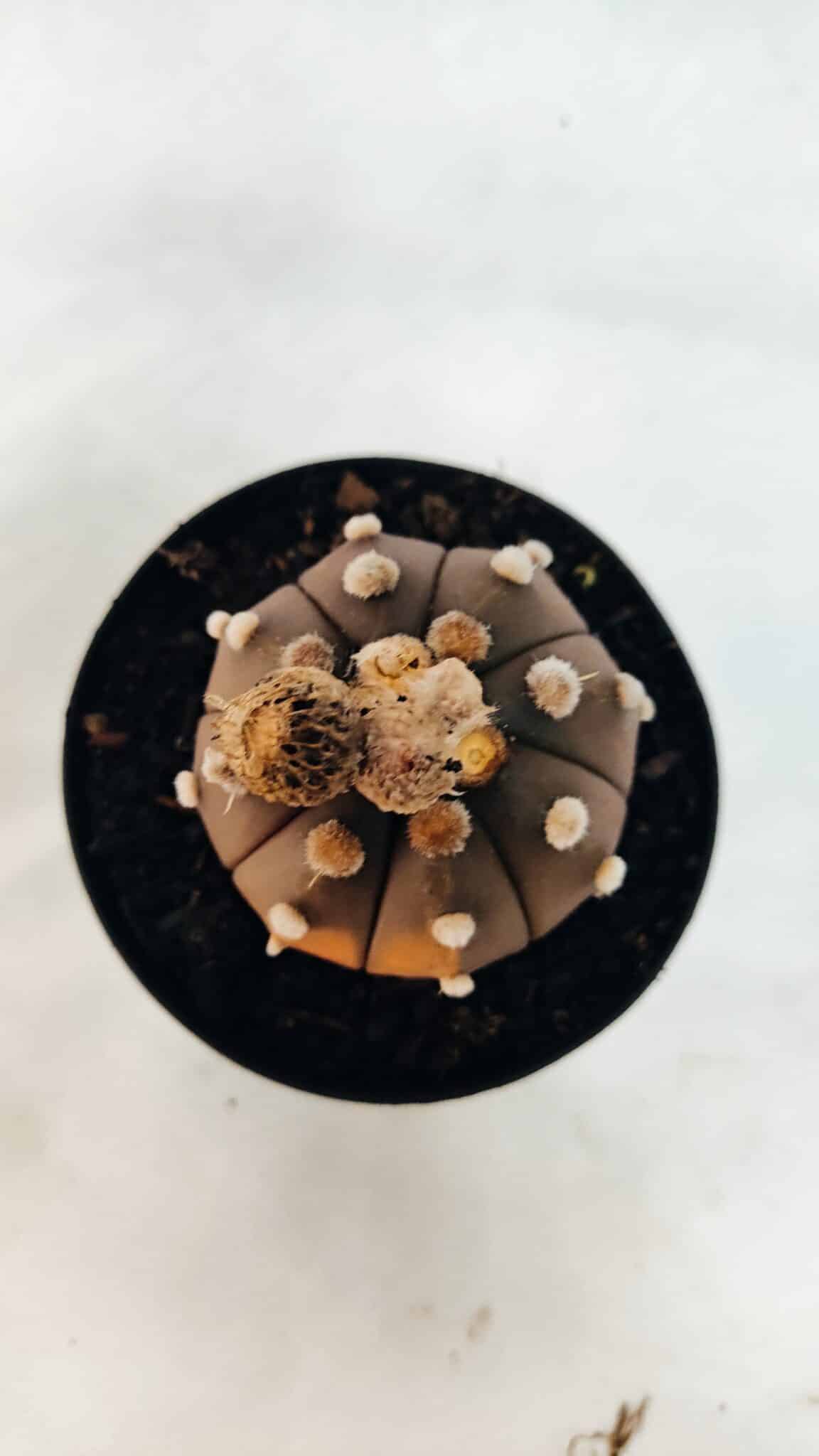 ASTROPHYTUM ASTERIAS “Purple - VARIEGATA”  Nº 1040 – vaso 09 - foto 3