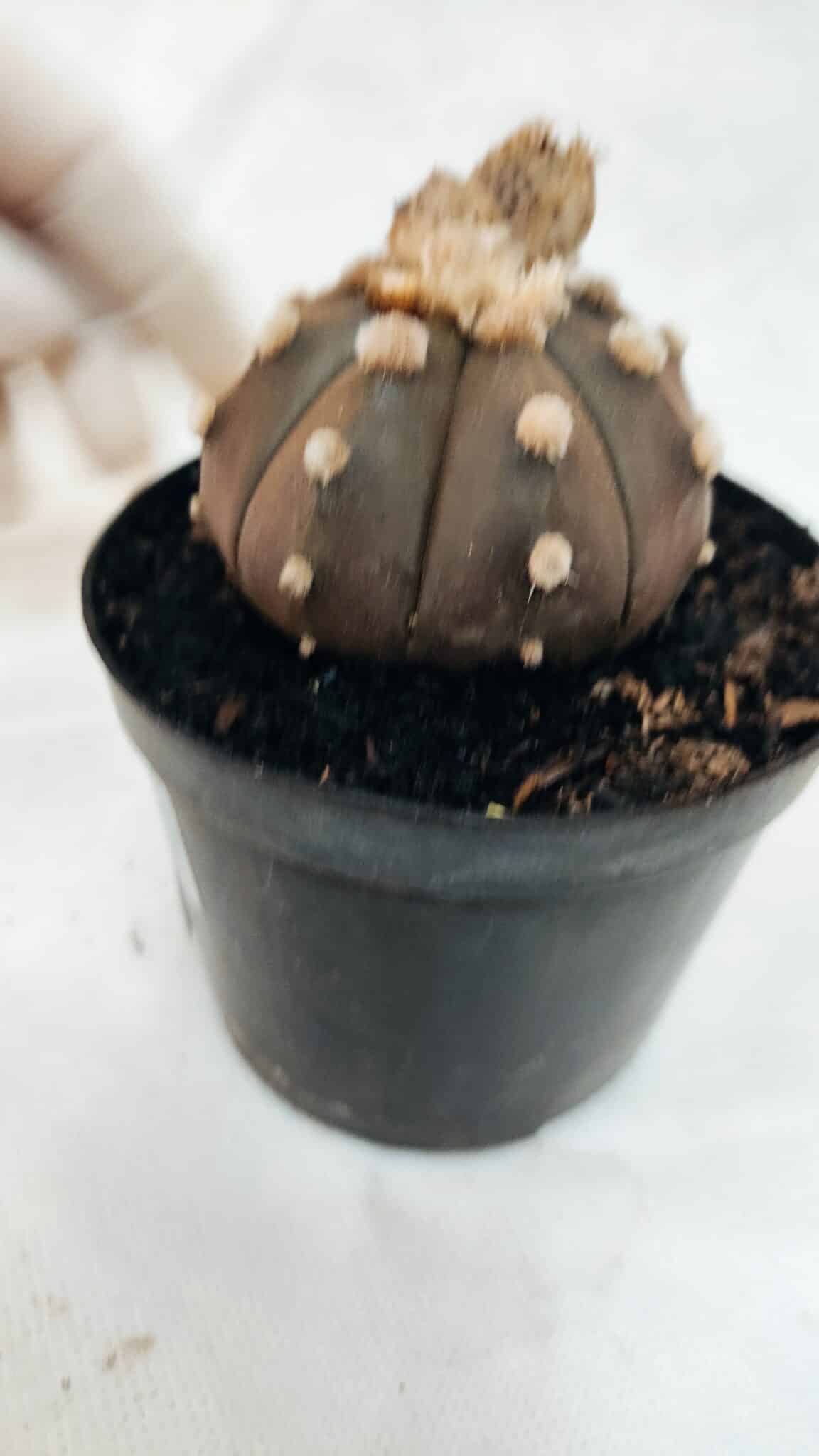 ASTROPHYTUM ASTERIAS “Purple - VARIEGATA”  Nº 1040 – vaso 09 - foto 6