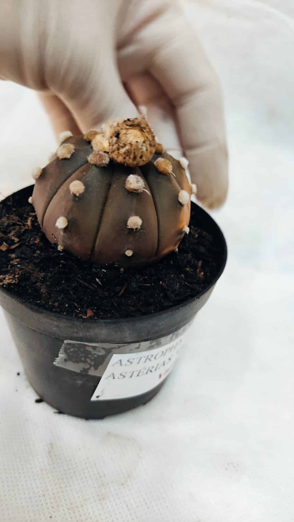 ASTROPHYTUM ASTERIAS “Purple - VARIEGATA”  Nº 1040 – vaso 09 - foto 5