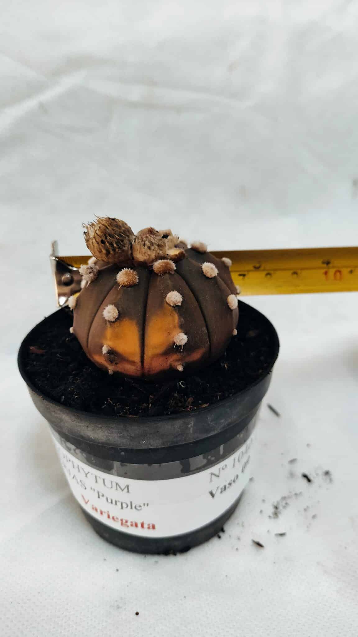 ASTROPHYTUM ASTERIAS “Purple - VARIEGATA”  Nº 1040 – vaso 09 - foto 4