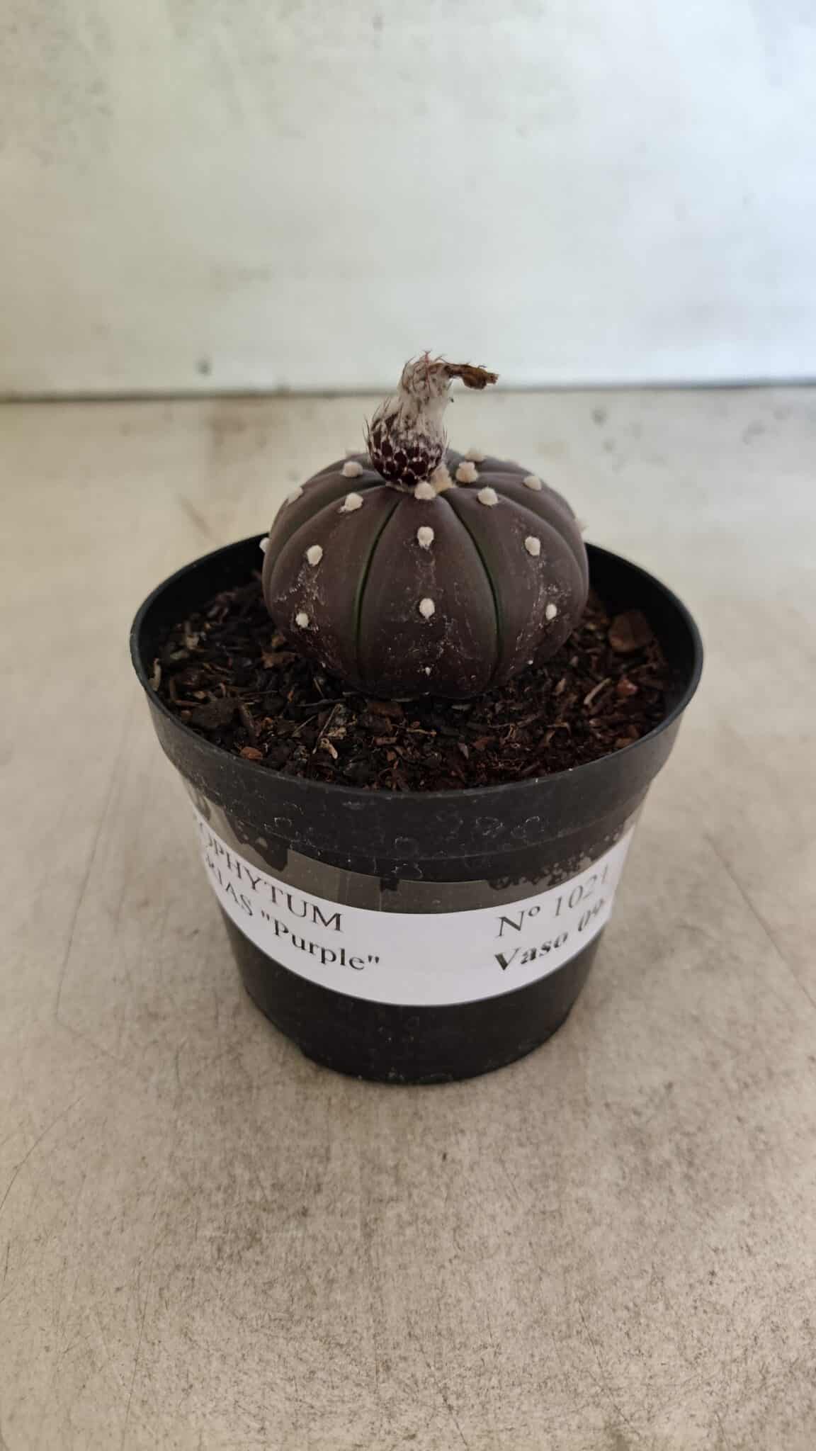 ASTROPHYTUM ASTERIAS “Purple”  Nº 1021 – vaso 09 - foto 2