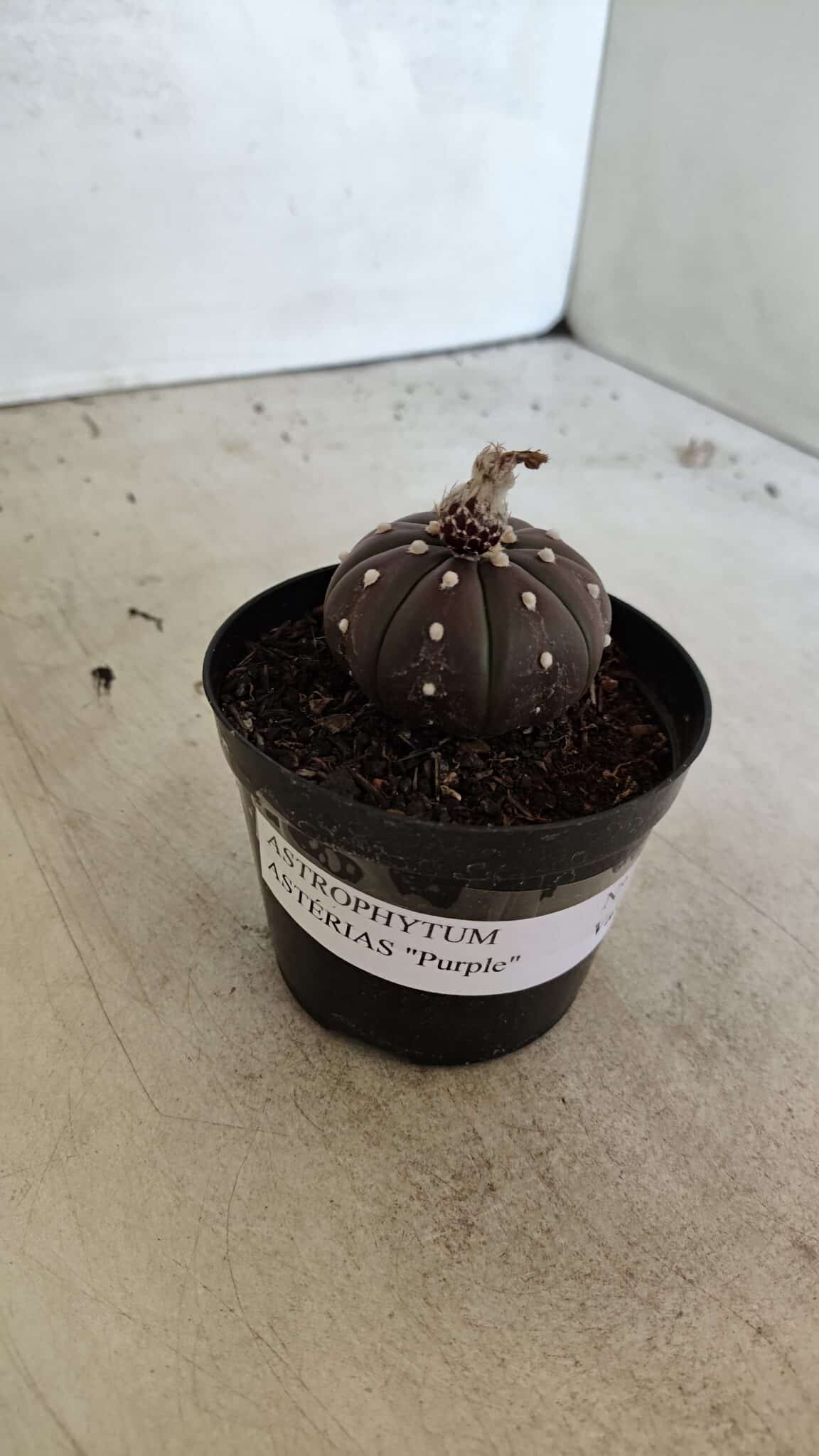ASTROPHYTUM ASTERIAS “Purple”  Nº 1021 – vaso 09 - foto 8
