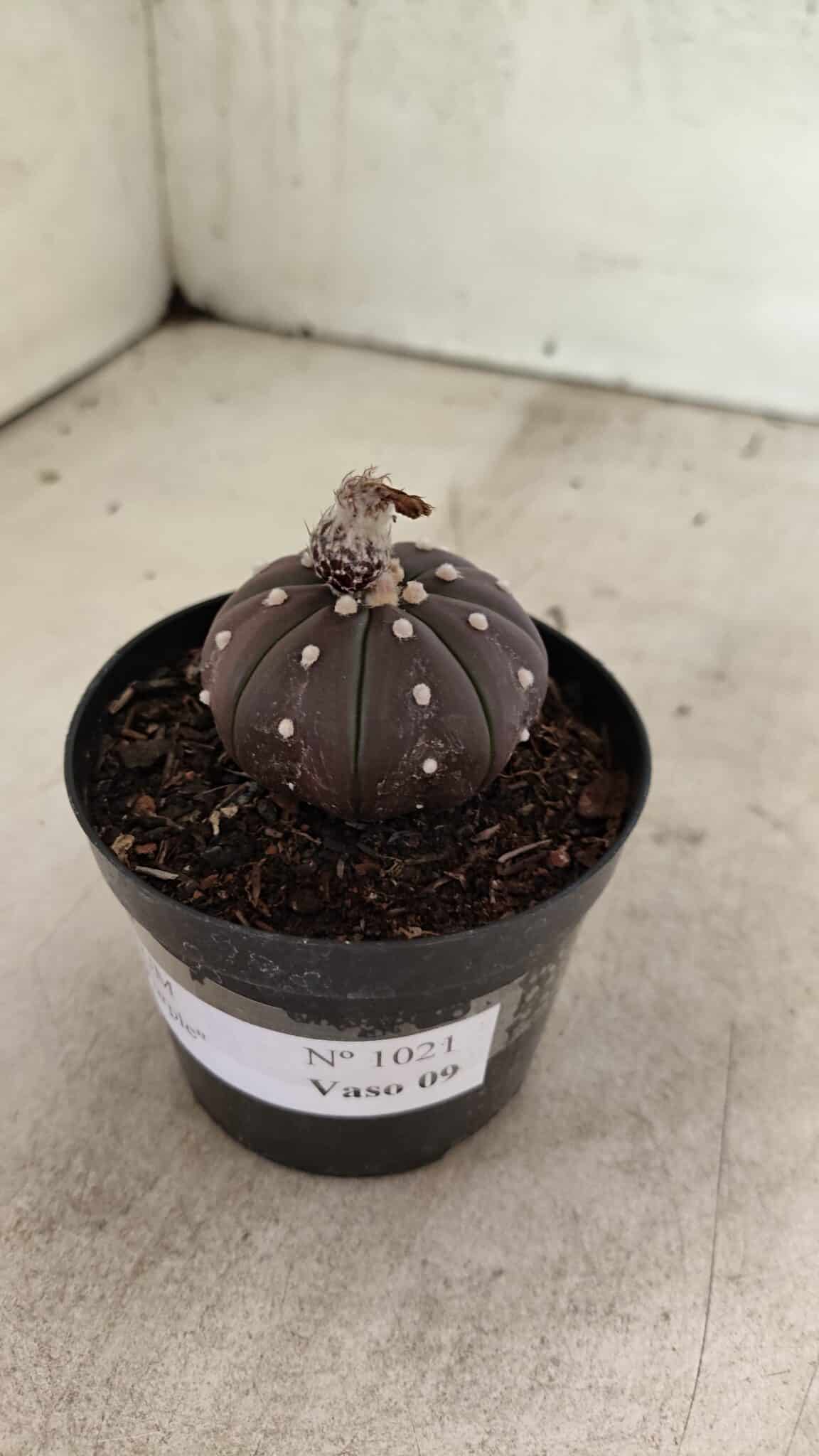 ASTROPHYTUM ASTERIAS “Purple”  Nº 1021 – vaso 09 - foto 7