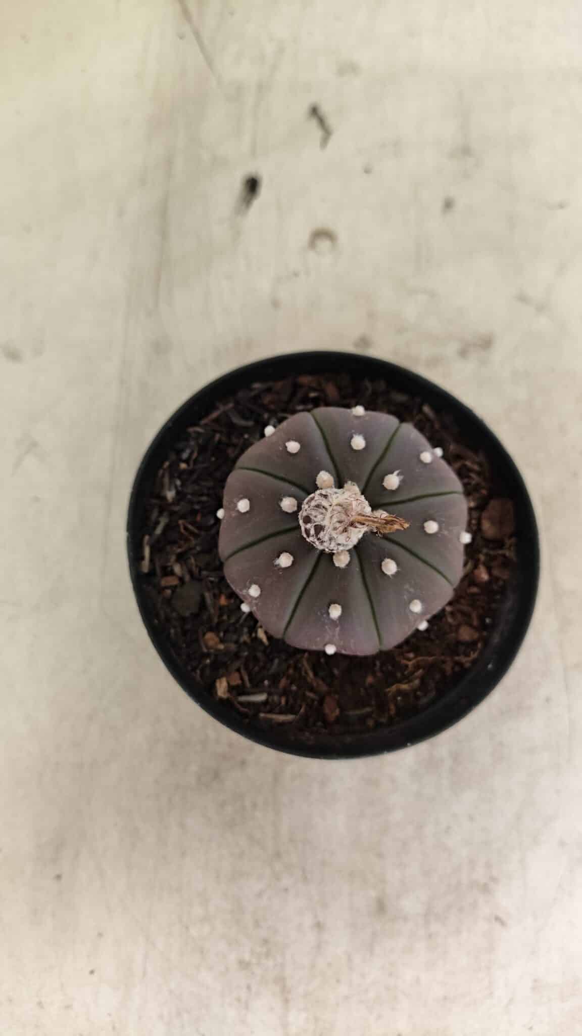 ASTROPHYTUM ASTERIAS “Purple”  Nº 1021 – vaso 09 - foto 3