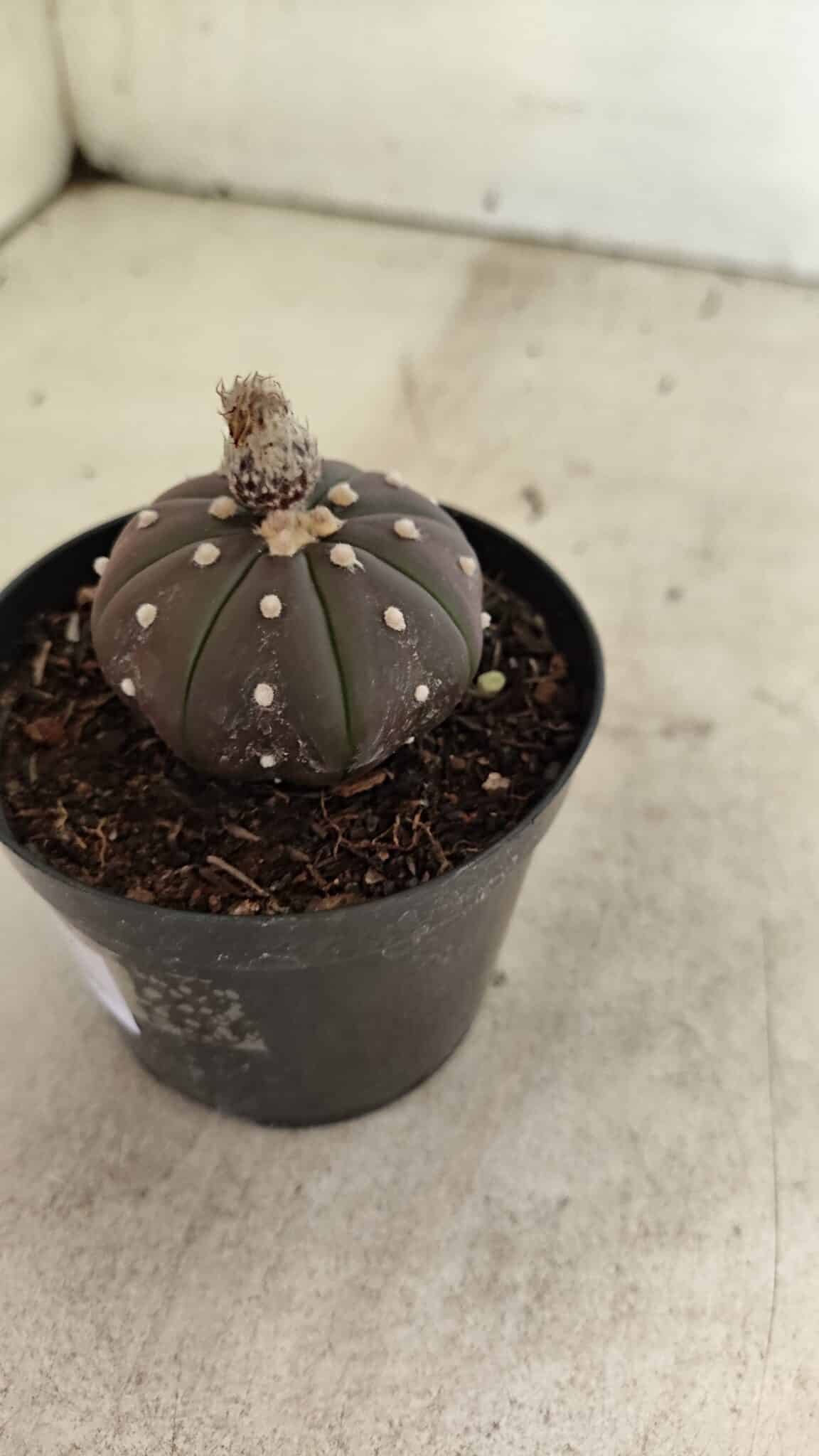 ASTROPHYTUM ASTERIAS “Purple”  Nº 1021 – vaso 09 - foto 6