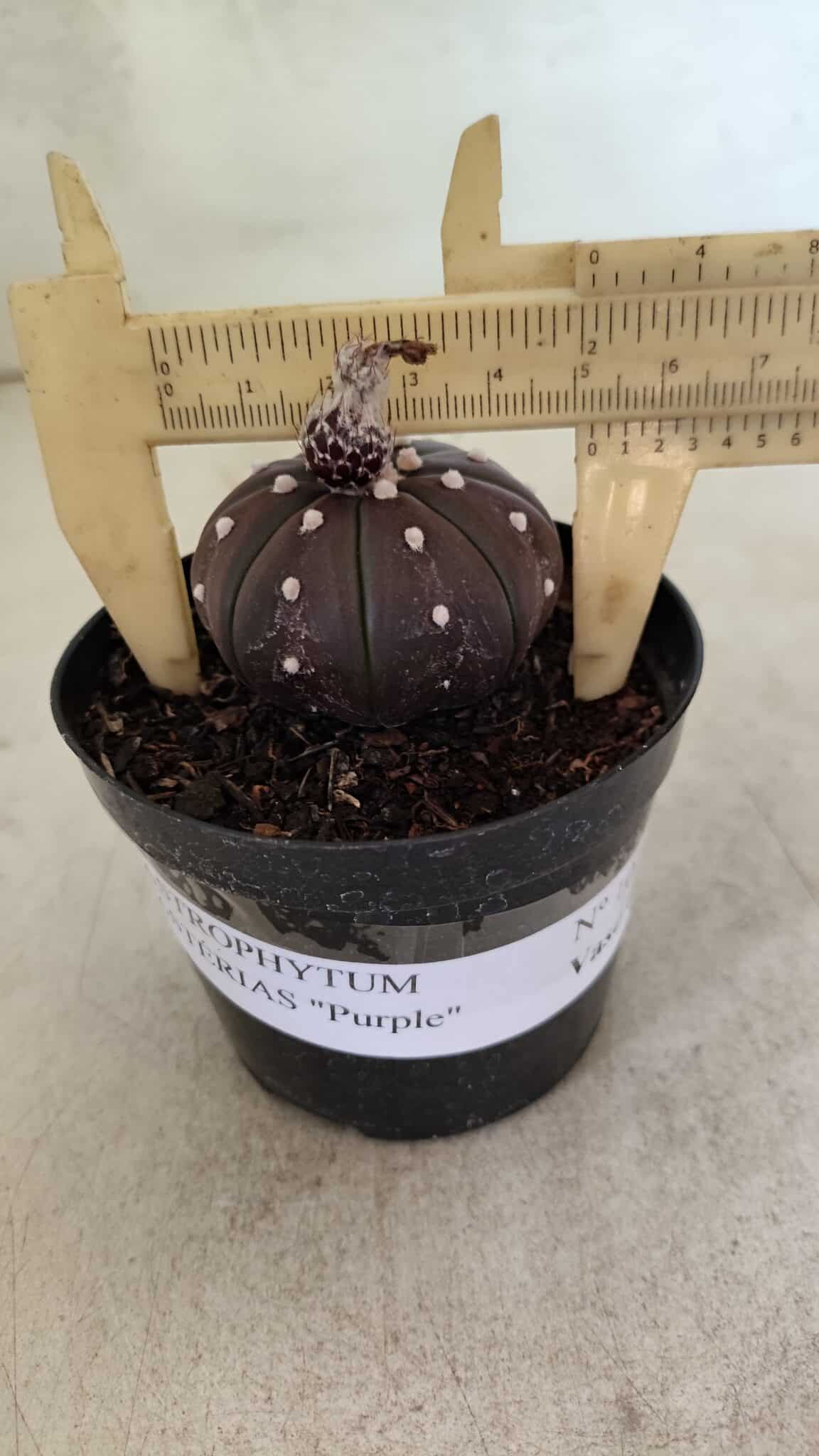 ASTROPHYTUM ASTERIAS “Purple”  Nº 1021 – vaso 09 - foto 5