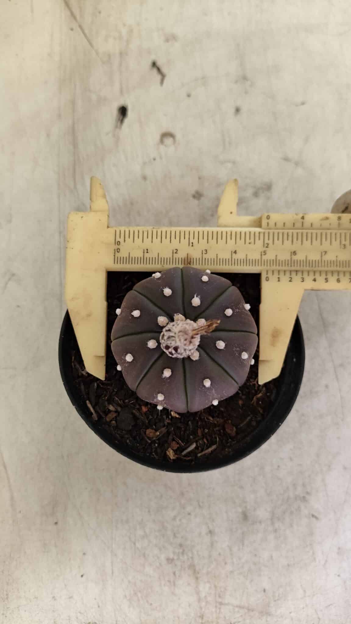ASTROPHYTUM ASTERIAS “Purple”  Nº 1021 – vaso 09 - foto 4