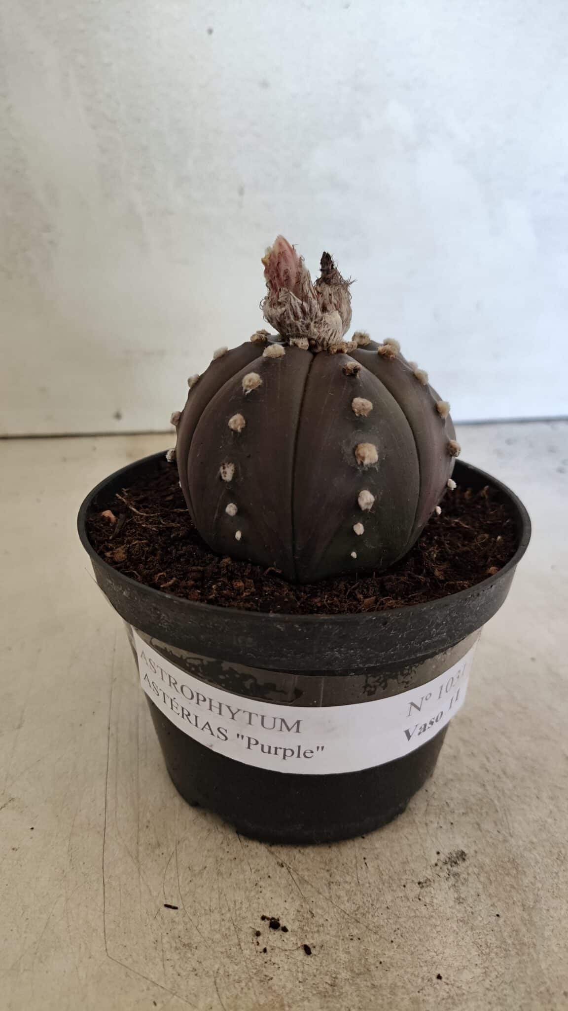 ASTROPHYTUM ASTERIAS “Purple”  Nº 1031 – vaso 11 - foto 2