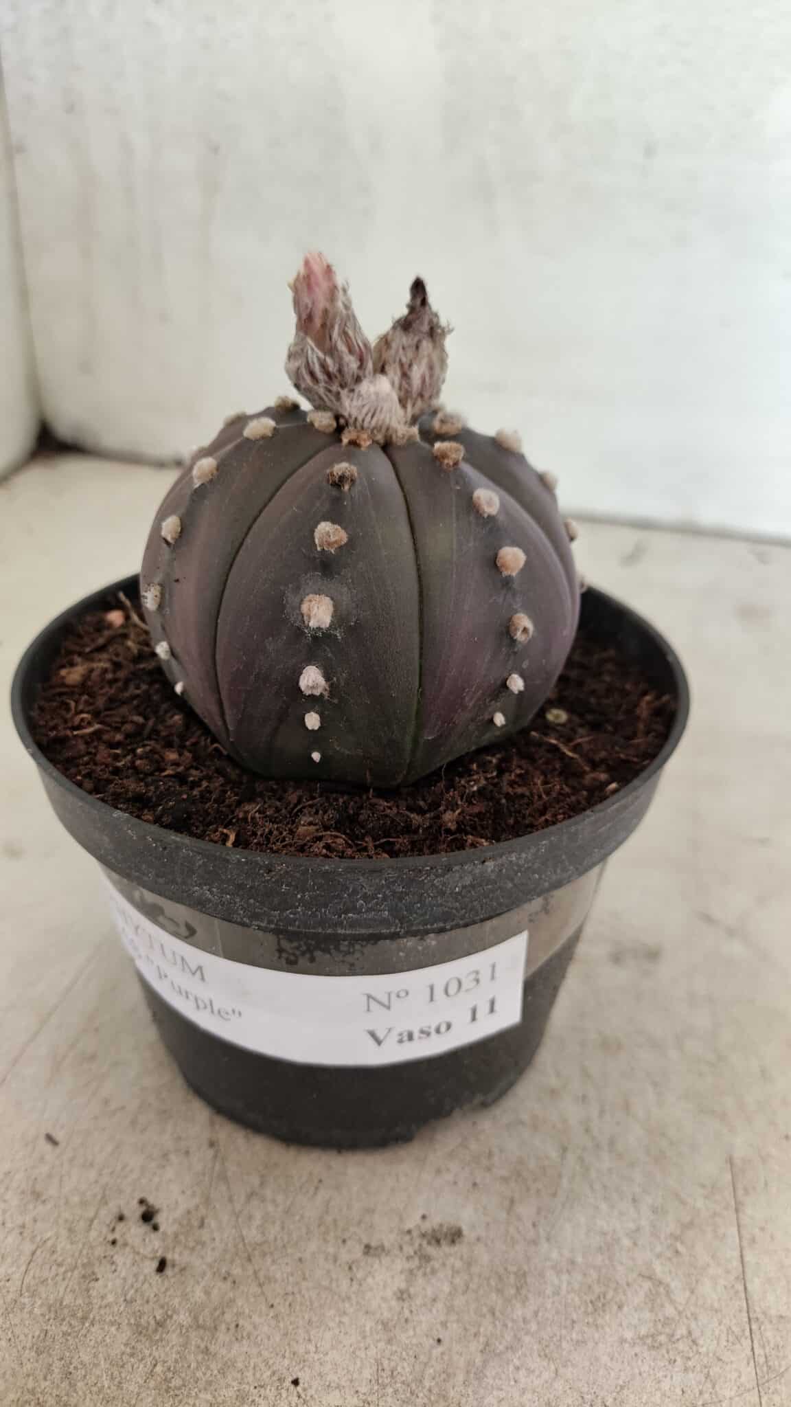 ASTROPHYTUM ASTERIAS “Purple”  Nº 1031 – vaso 11 - foto 8