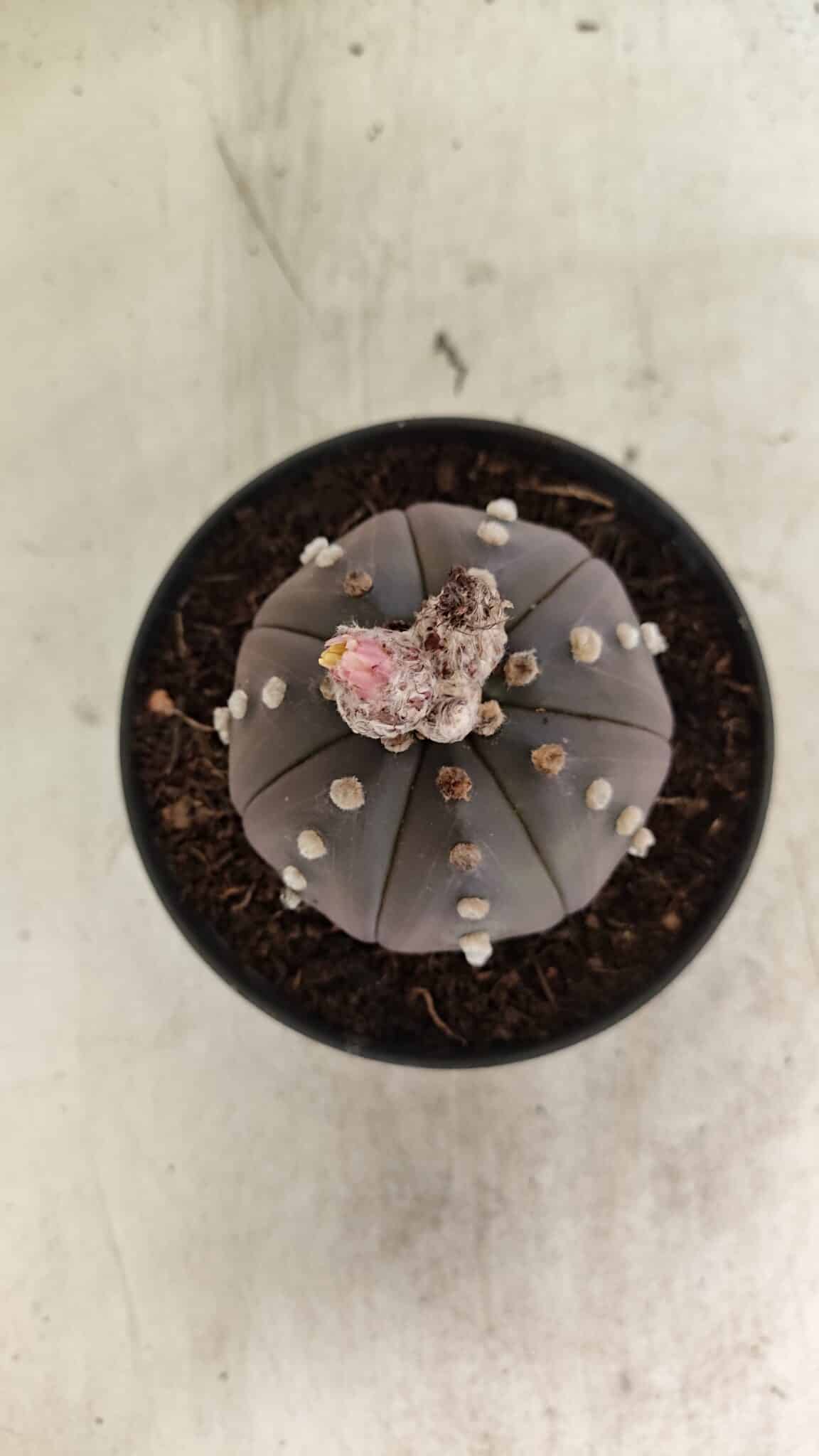 ASTROPHYTUM ASTERIAS “Purple”  Nº 1031 – vaso 11 - foto 3