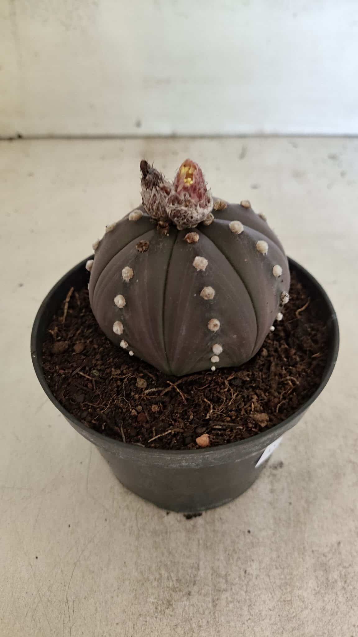 ASTROPHYTUM ASTERIAS “Purple”  Nº 1031 – vaso 11 - foto 7
