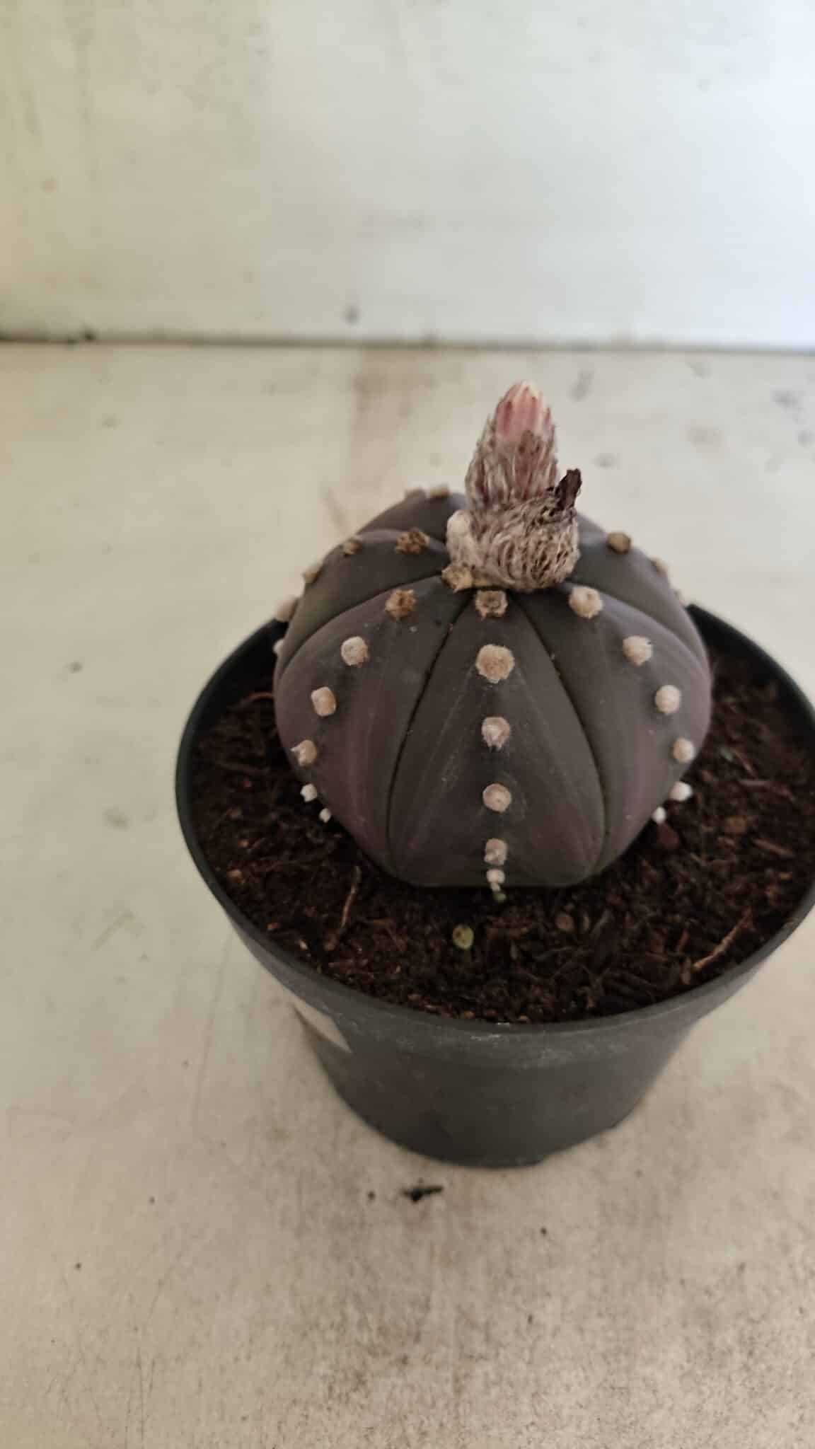 ASTROPHYTUM ASTERIAS “Purple”  Nº 1031 – vaso 11 - foto 6