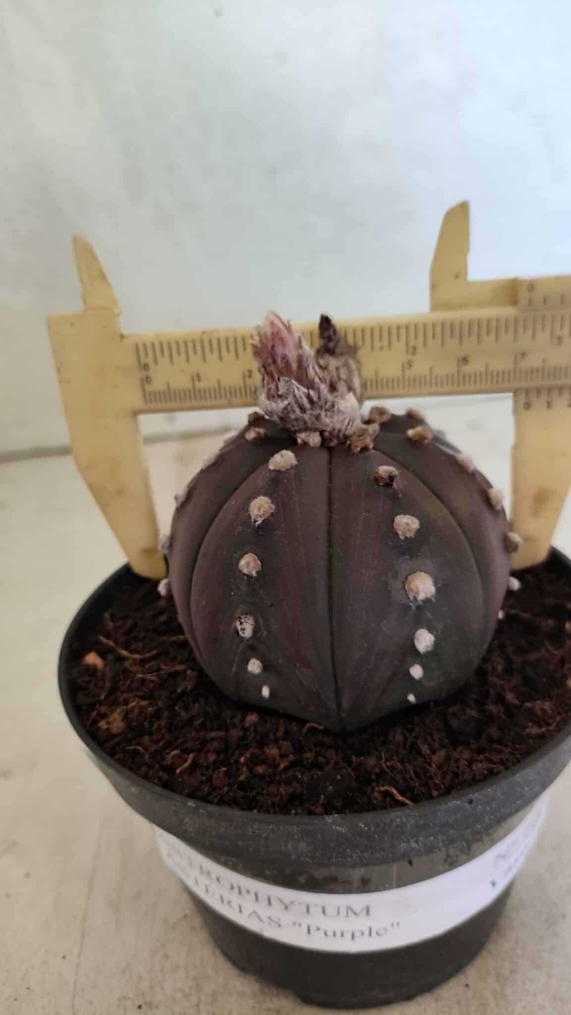 ASTROPHYTUM ASTERIAS “Purple”  Nº 1031 – vaso 11 - foto 4