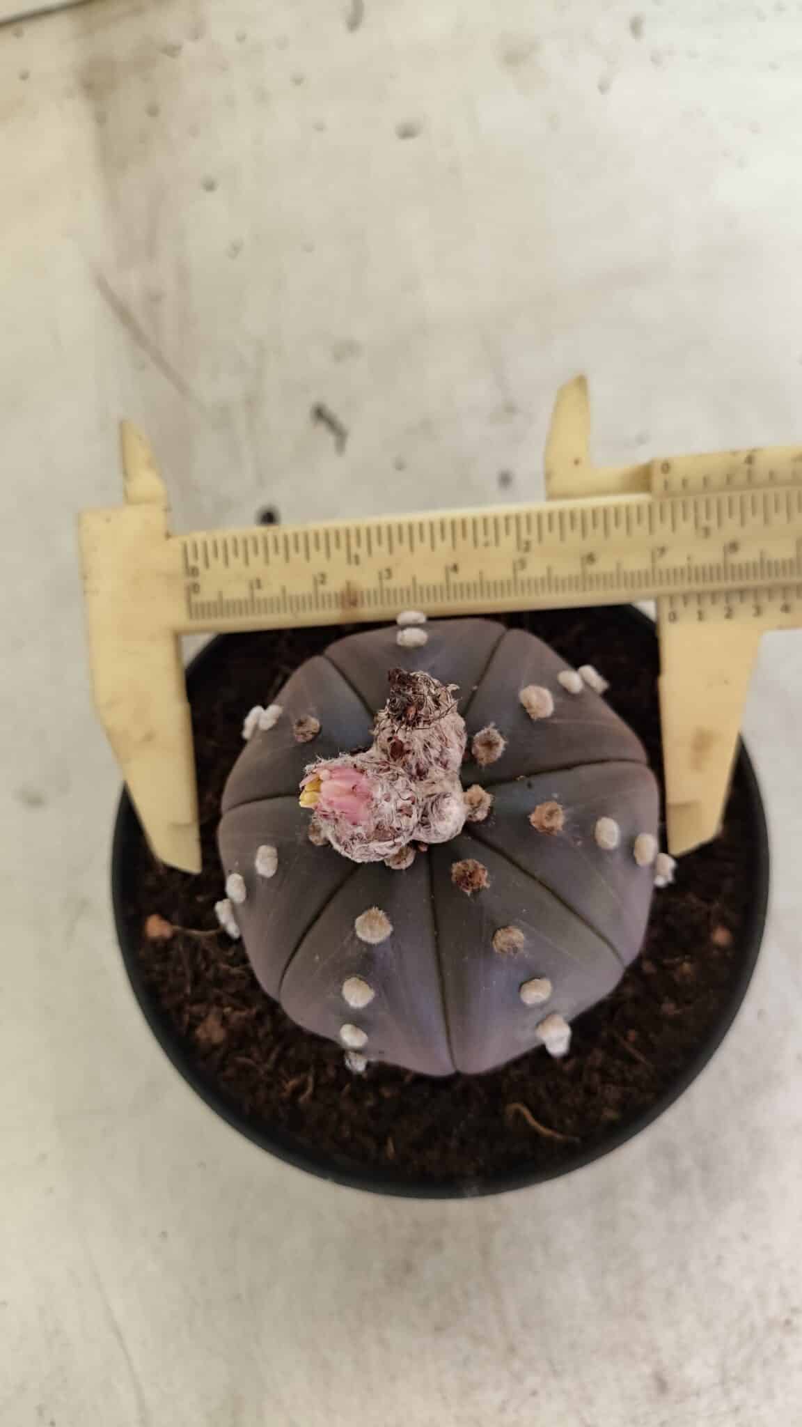 ASTROPHYTUM ASTERIAS “Purple”  Nº 1031 – vaso 11 - foto 5