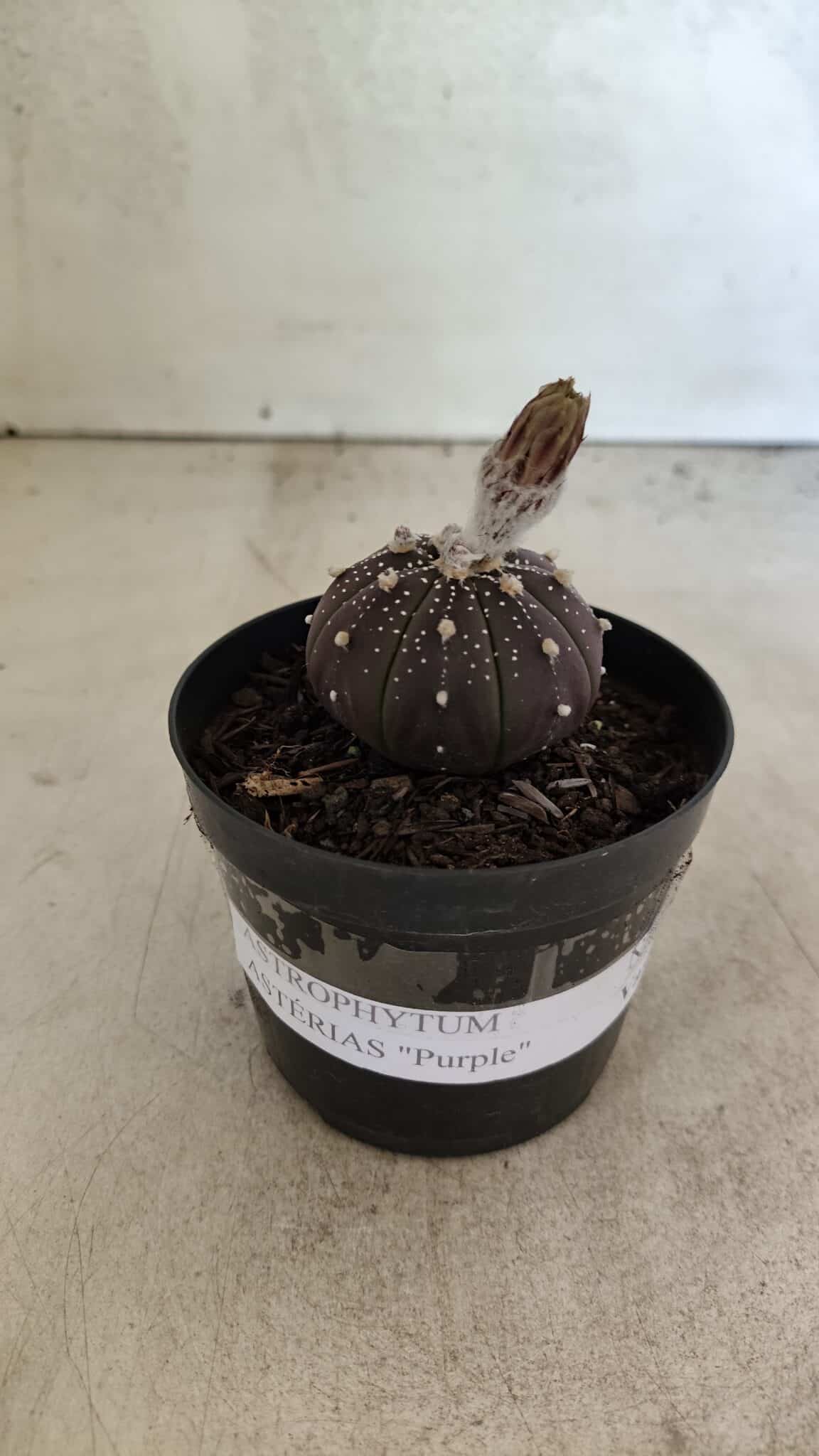 ASTROPHYTUM ASTERIAS “Purple”  Nº 1032 – vaso 09 - foto 2