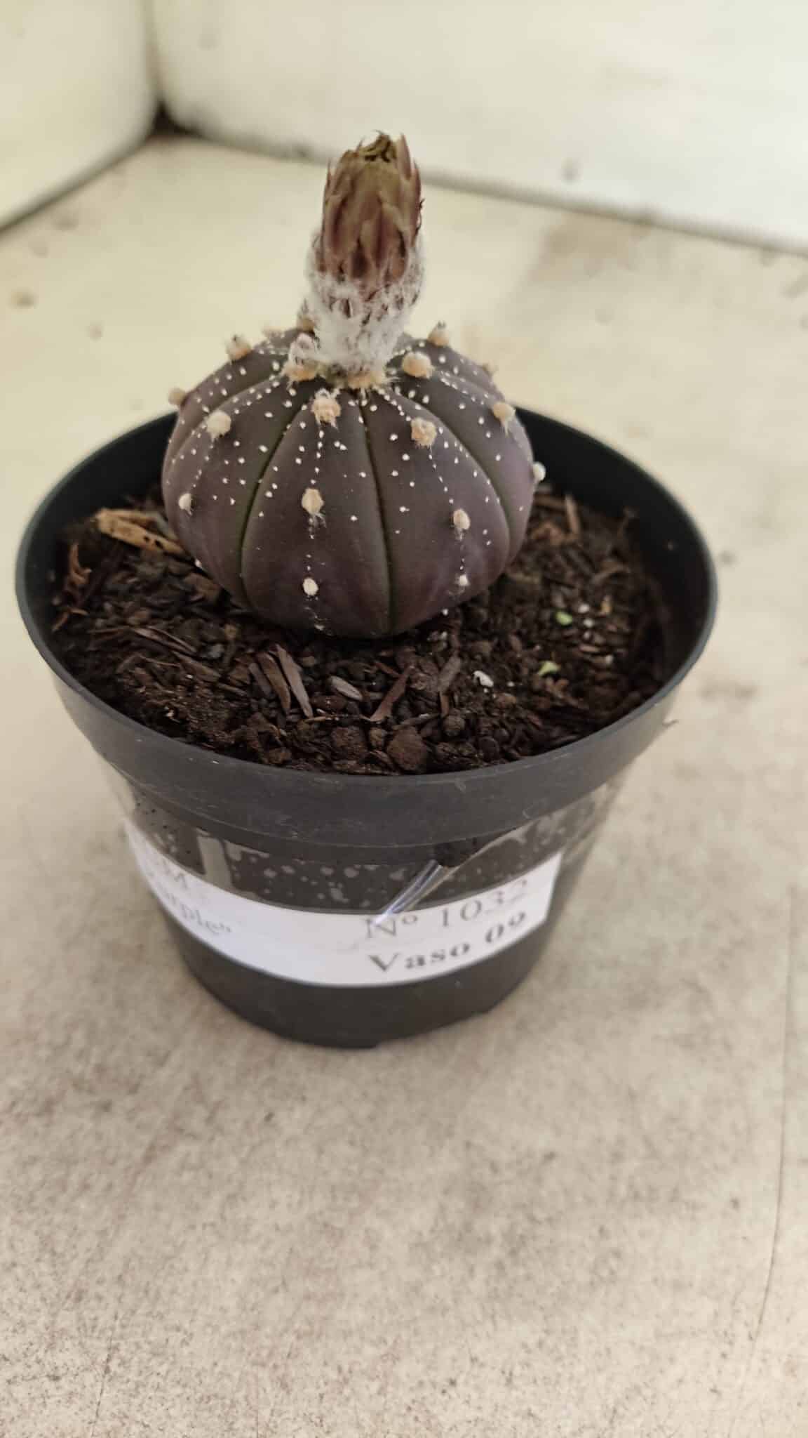 ASTROPHYTUM ASTERIAS “Purple”  Nº 1032 – vaso 09 - foto 8