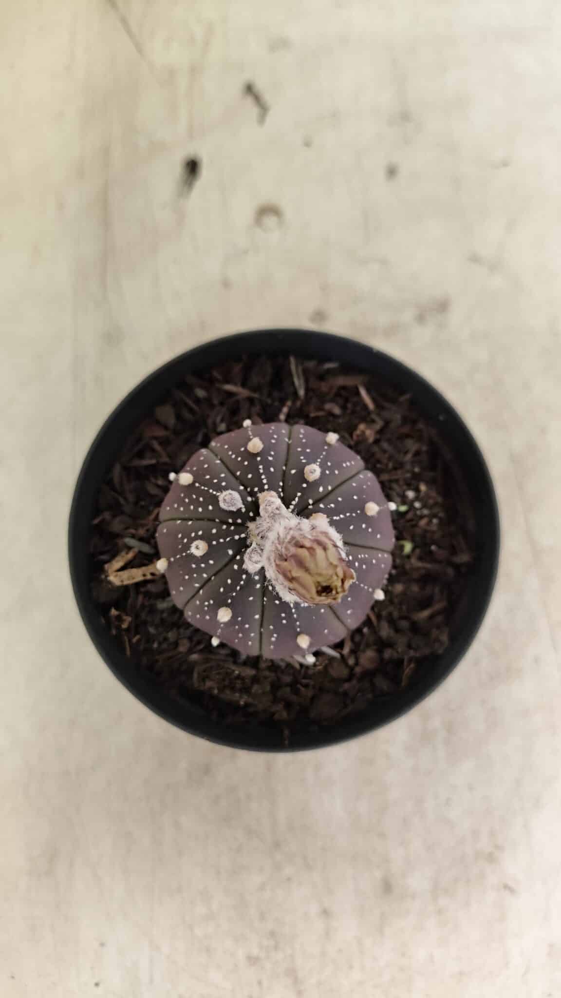 ASTROPHYTUM ASTERIAS “Purple”  Nº 1032 – vaso 09 - foto 3