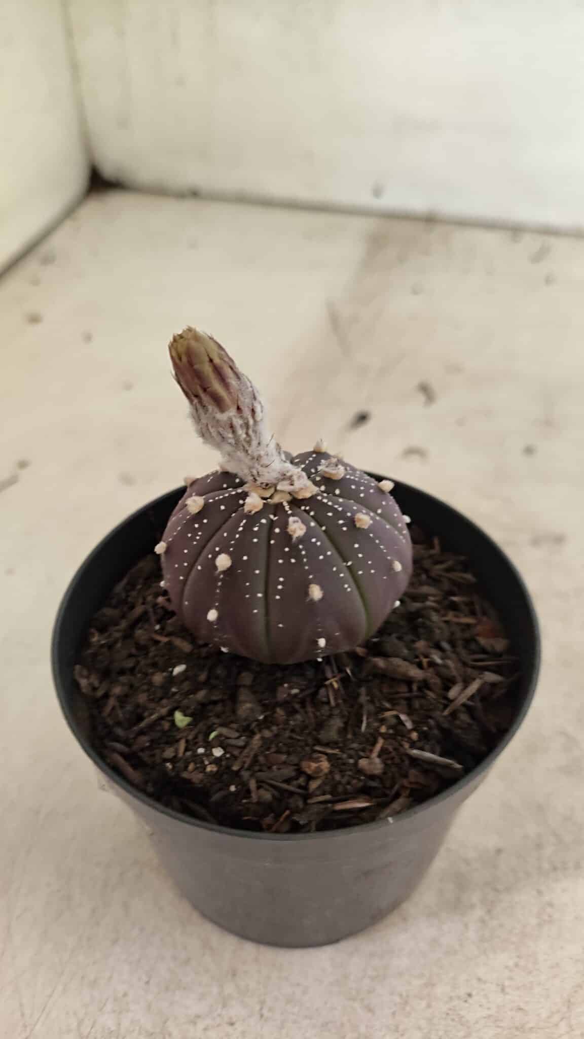ASTROPHYTUM ASTERIAS “Purple”  Nº 1032 – vaso 09 - foto 7