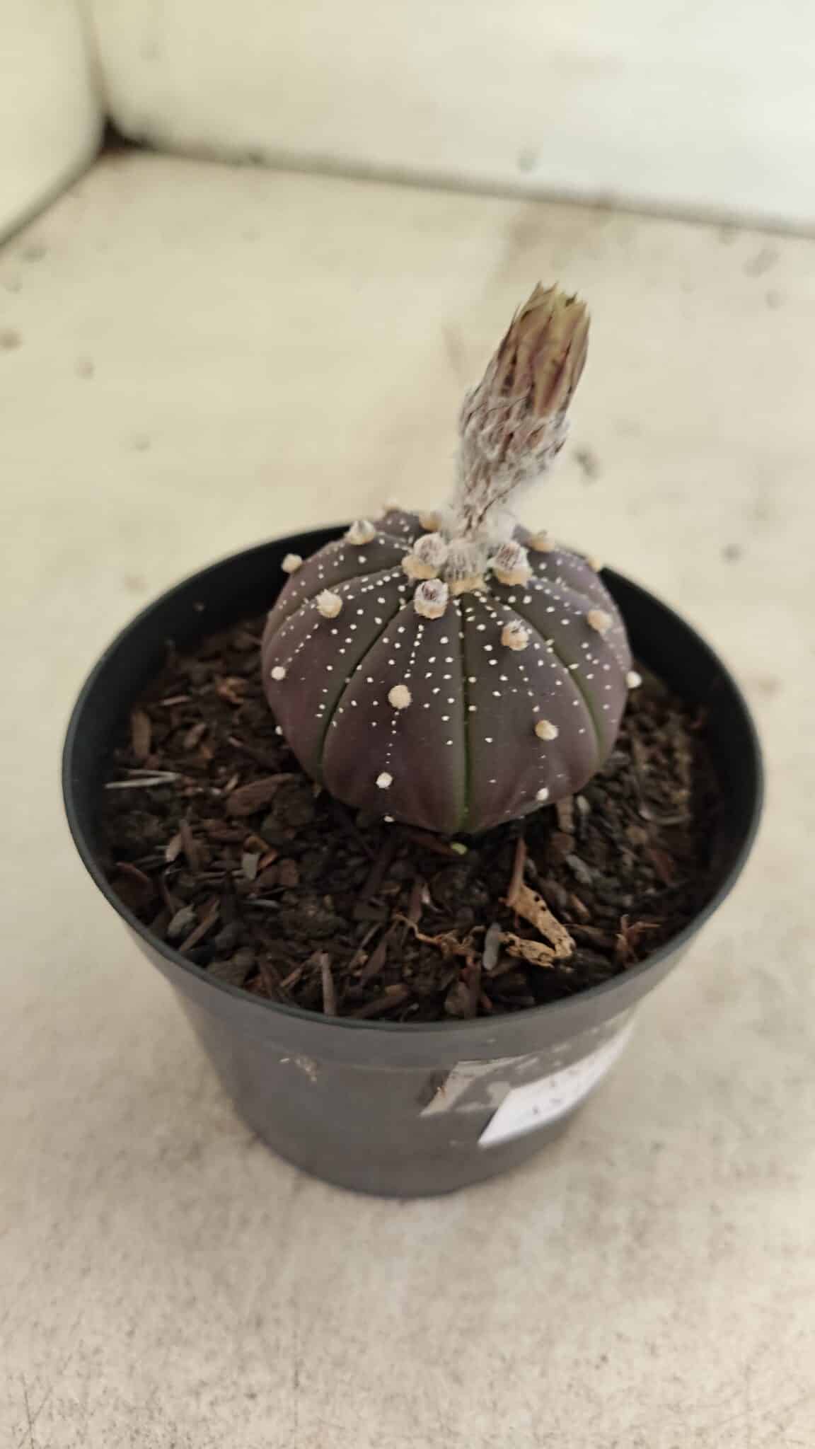 ASTROPHYTUM ASTERIAS “Purple”  Nº 1032 – vaso 09 - foto 6