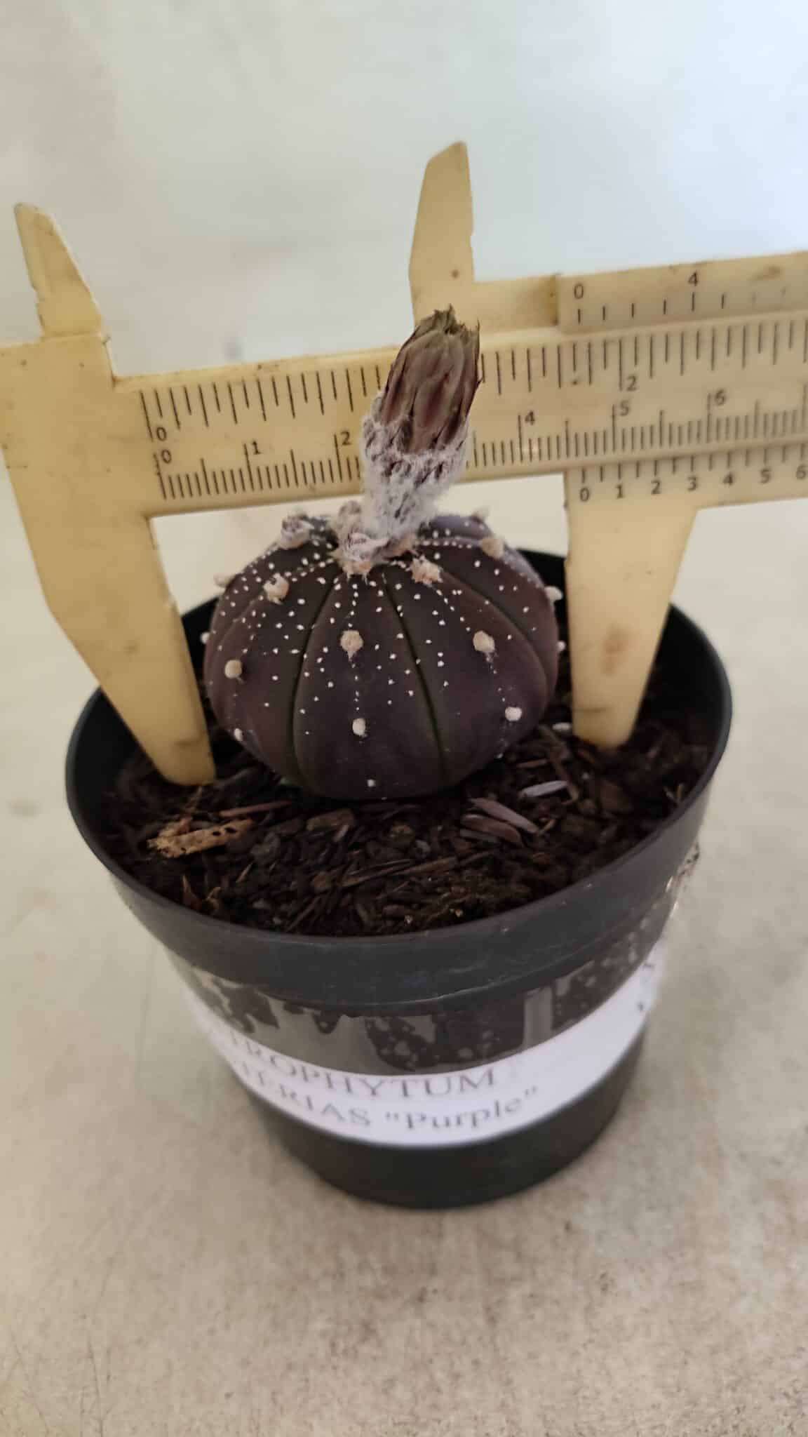 ASTROPHYTUM ASTERIAS “Purple”  Nº 1032 – vaso 09 - foto 4
