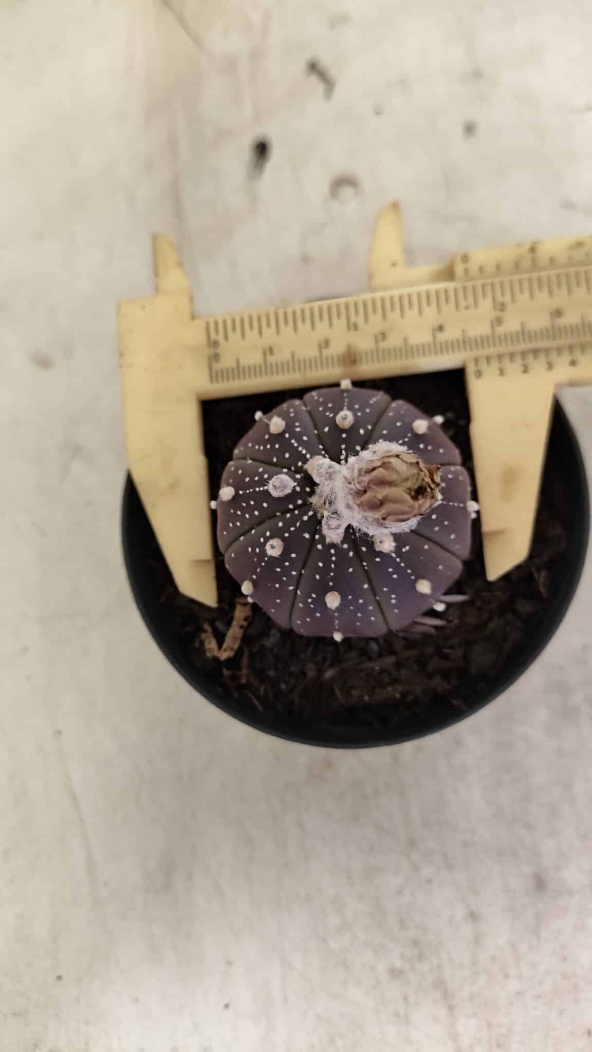 ASTROPHYTUM ASTERIAS “Purple”  Nº 1032 – vaso 09 - foto 5