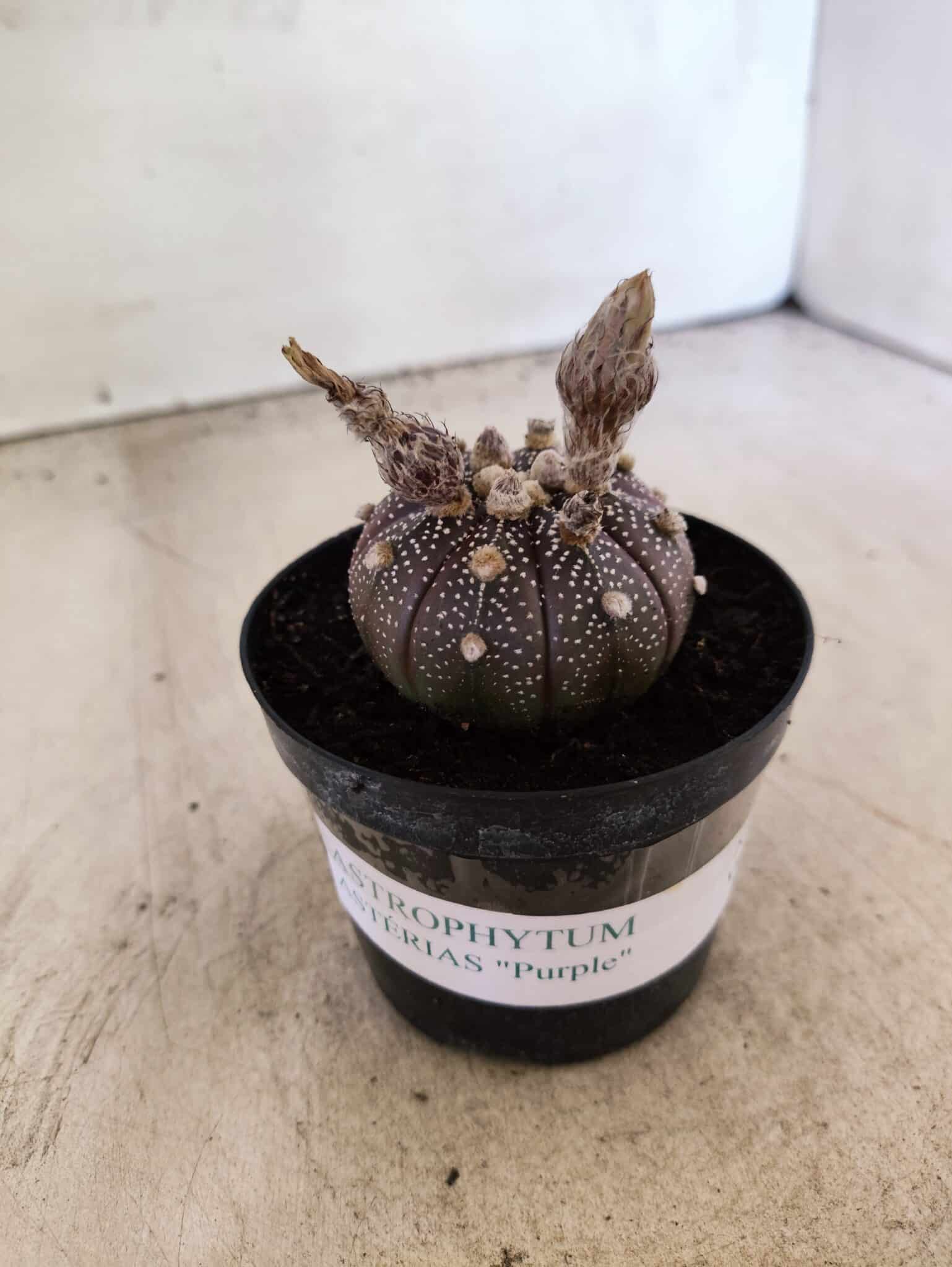 ASTROPHYTUM ASTERIAS “Purple”  Nº 1160 – vaso 09 - foto 2