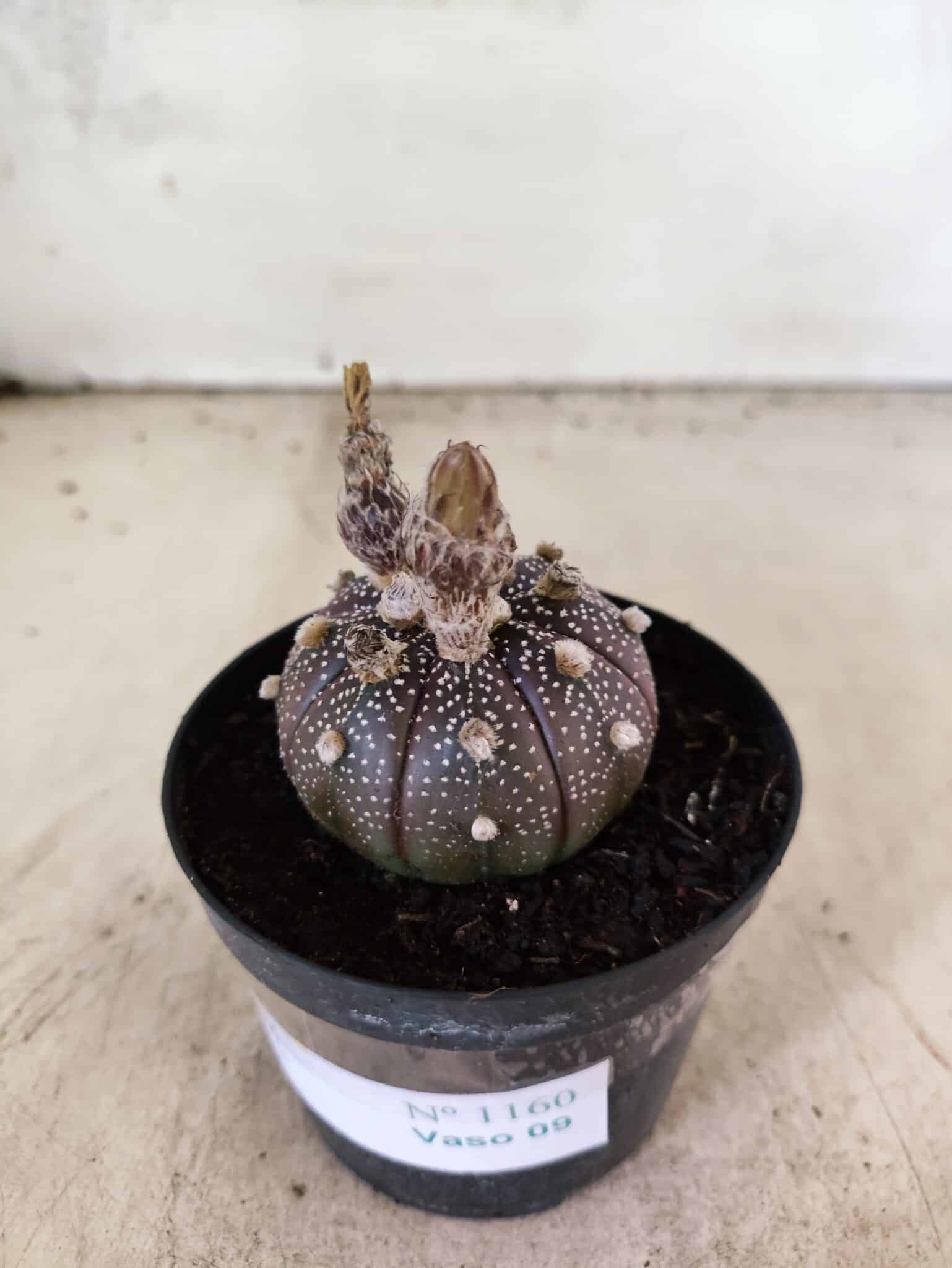 ASTROPHYTUM ASTERIAS “Purple”  Nº 1160 – vaso 09 - foto 7