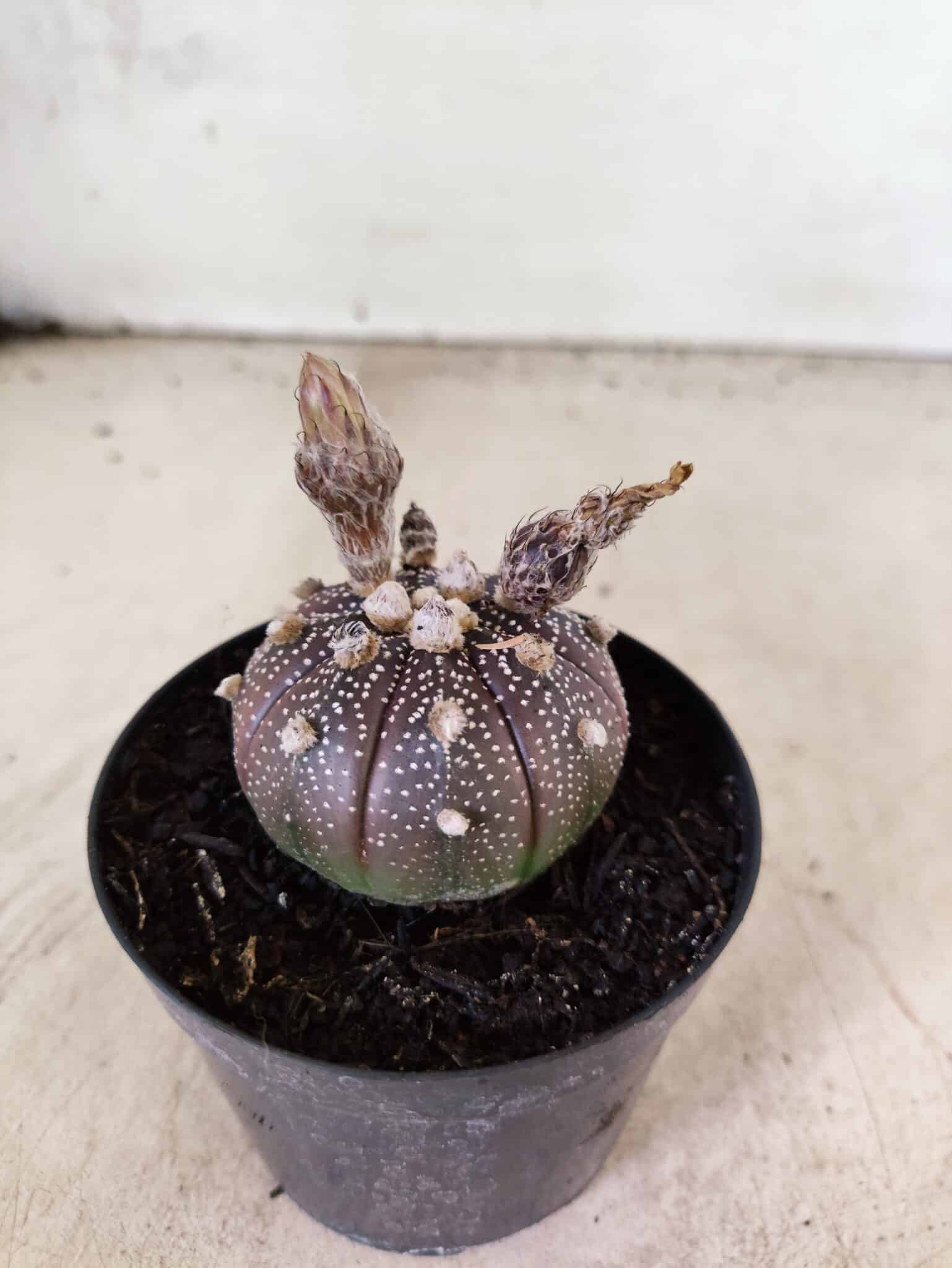 ASTROPHYTUM ASTERIAS “Purple”  Nº 1160 – vaso 09 - foto 6