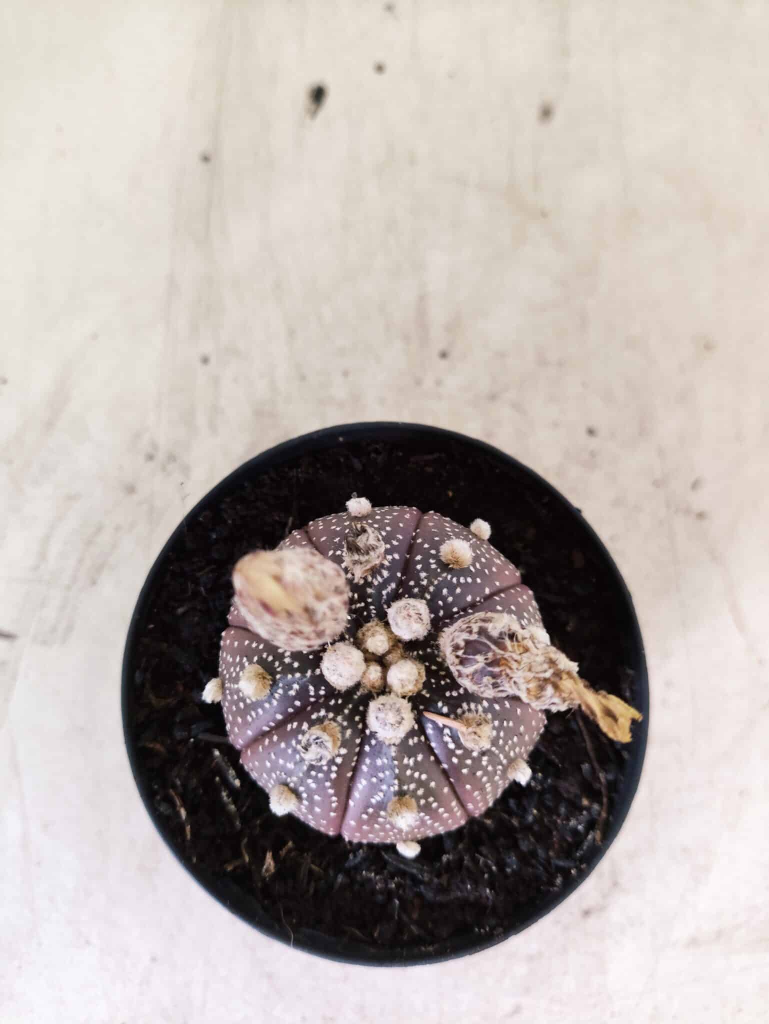 ASTROPHYTUM ASTERIAS “Purple”  Nº 1160 – vaso 09 - foto 3