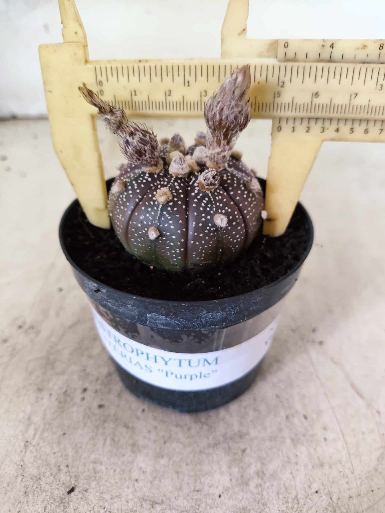 ASTROPHYTUM ASTERIAS “Purple”  Nº 1160 – vaso 09 - foto 4