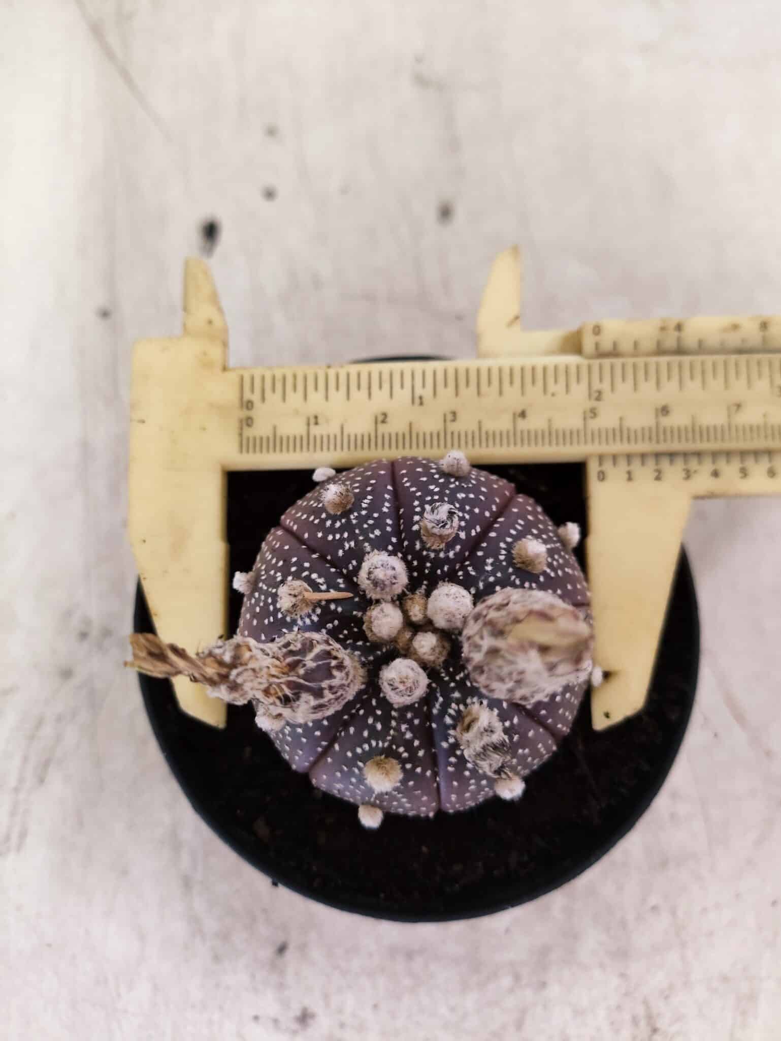 ASTROPHYTUM ASTERIAS “Purple”  Nº 1160 – vaso 09 - foto 5