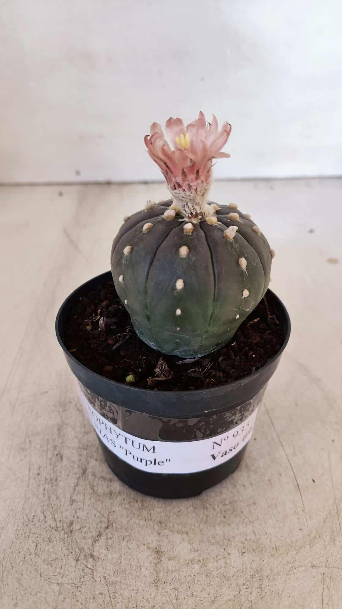 ASTROPHYTUM ASTERIAS “Purple”  Nº 935 – vaso 09