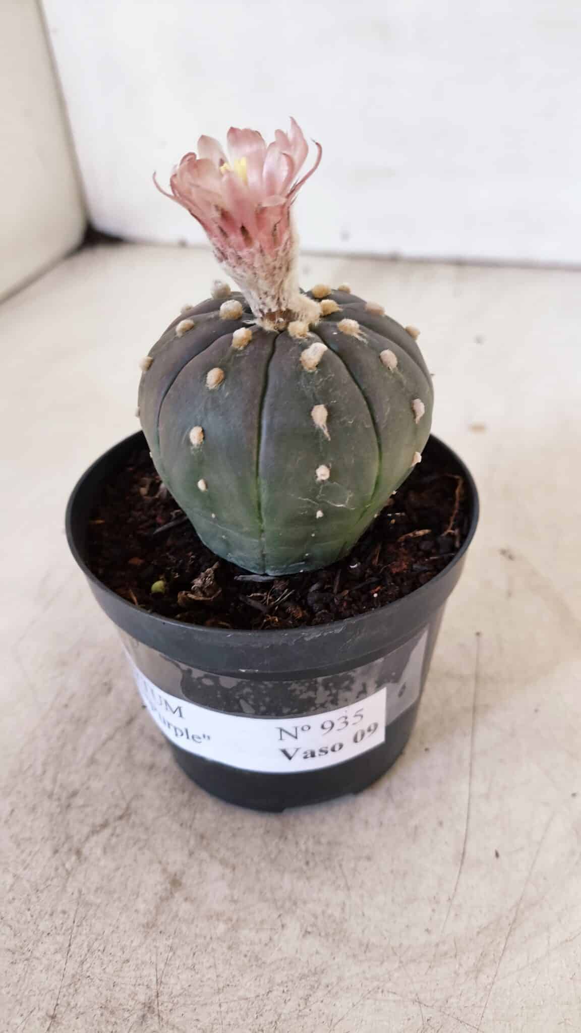 ASTROPHYTUM ASTERIAS “Purple”  Nº 935 – vaso 09