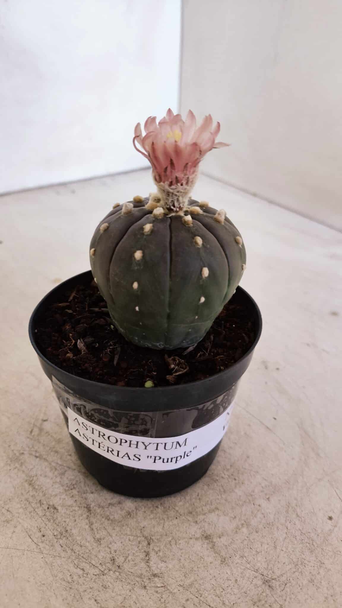 ASTROPHYTUM ASTERIAS “Purple”  Nº 935 – vaso 09