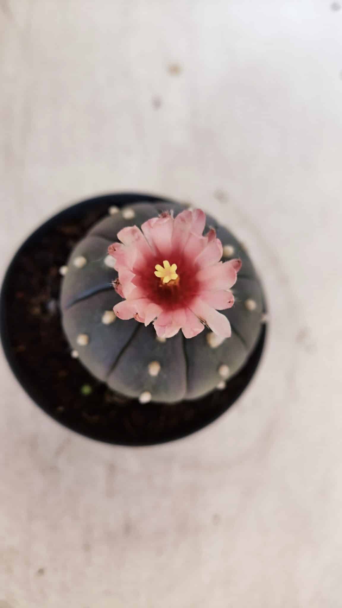 ASTROPHYTUM ASTERIAS “Purple”  Nº 935 – vaso 09
