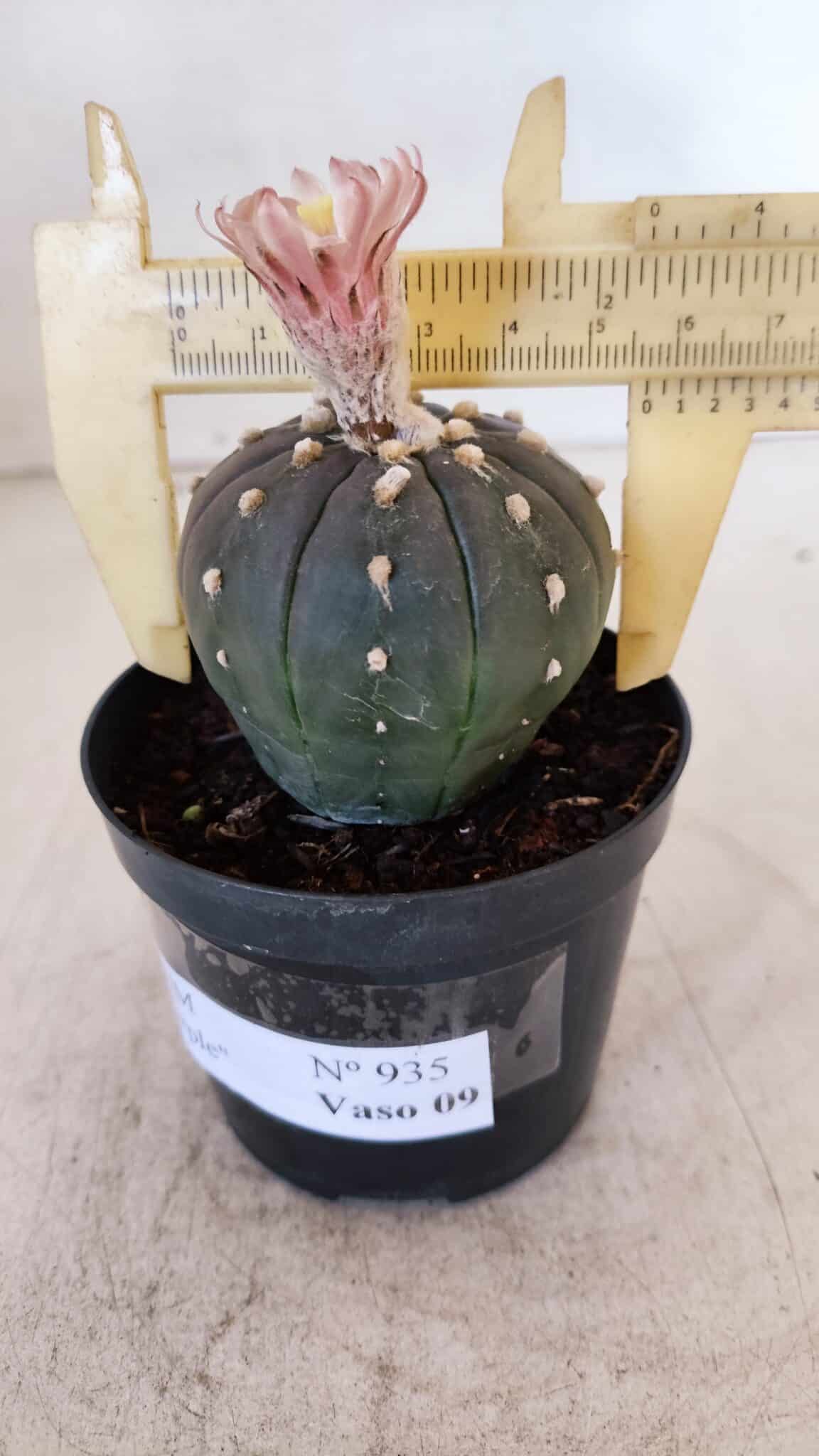 ASTROPHYTUM ASTERIAS “Purple”  Nº 935 – vaso 09