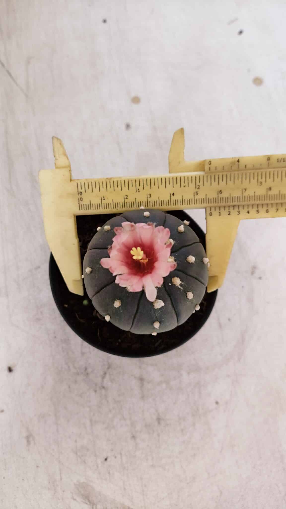 ASTROPHYTUM ASTERIAS “Purple”  Nº 935 – vaso 09