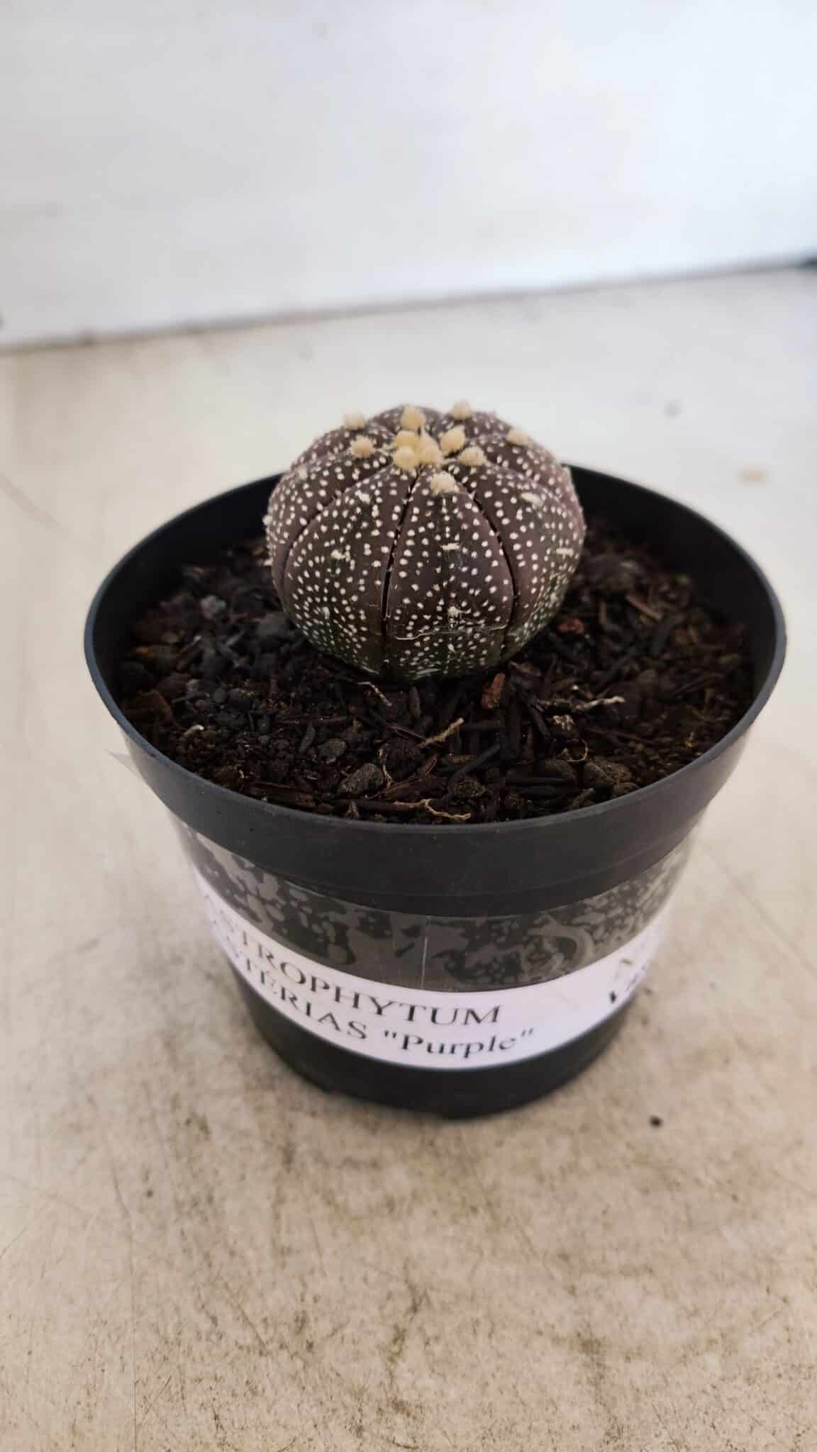 ASTROPHYTUM ASTERIAS “Purple”  Nº 936 – vaso 09