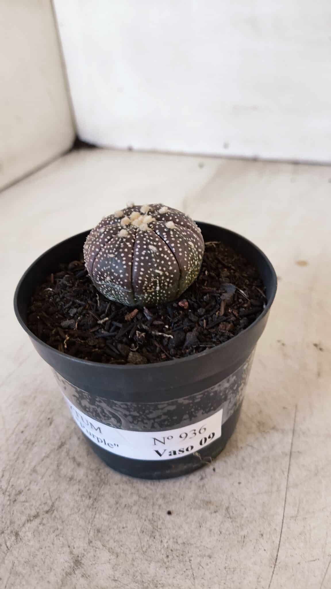 ASTROPHYTUM ASTERIAS “Purple”  Nº 936 – vaso 09
