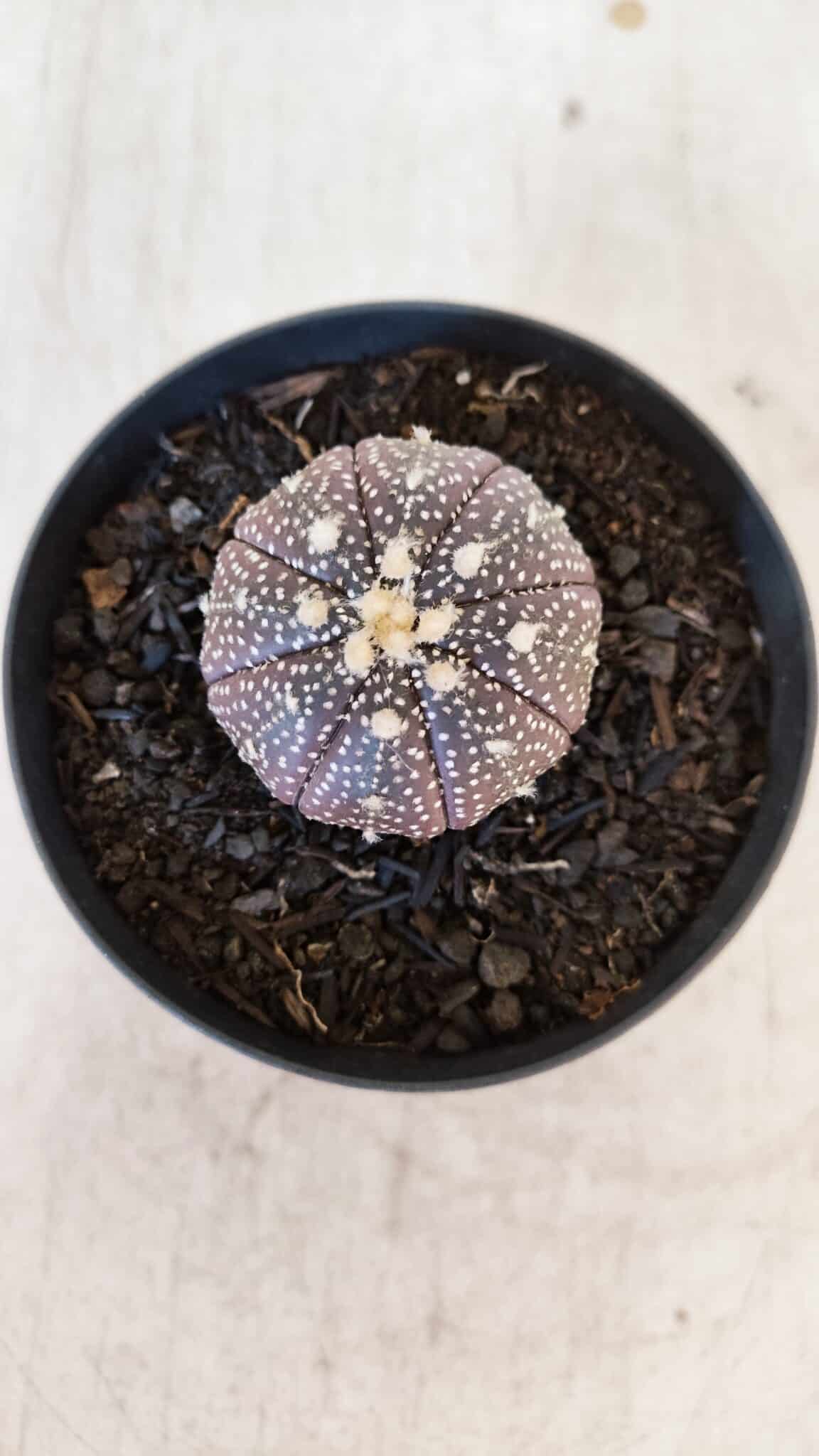 ASTROPHYTUM ASTERIAS “Purple”  Nº 936 – vaso 09