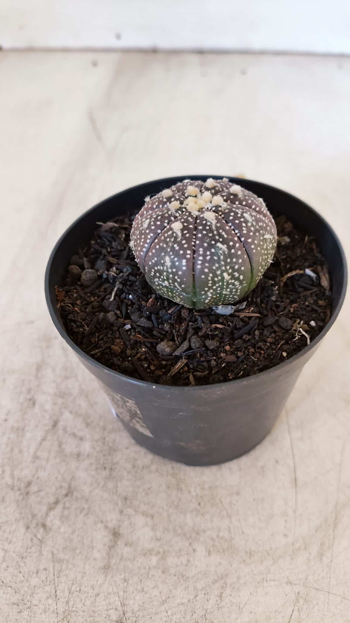 ASTROPHYTUM ASTERIAS “Purple”  Nº 936 – vaso 09