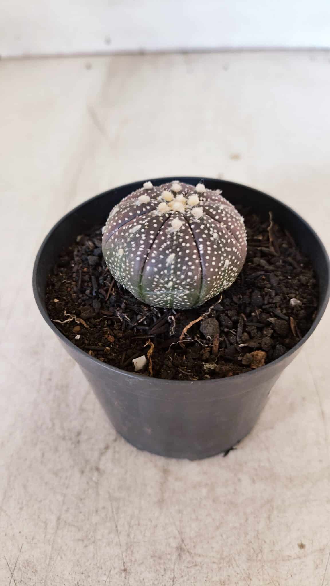 ASTROPHYTUM ASTERIAS “Purple”  Nº 936 – vaso 09