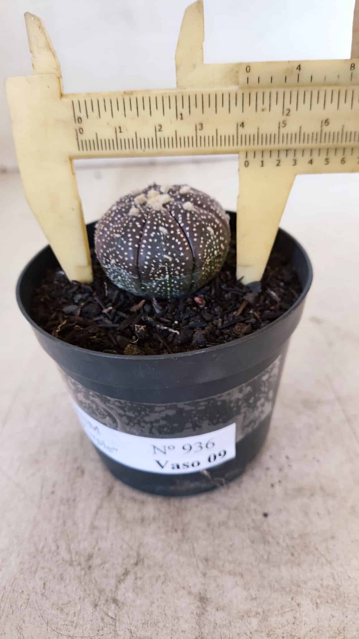 ASTROPHYTUM ASTERIAS “Purple”  Nº 936 – vaso 09
